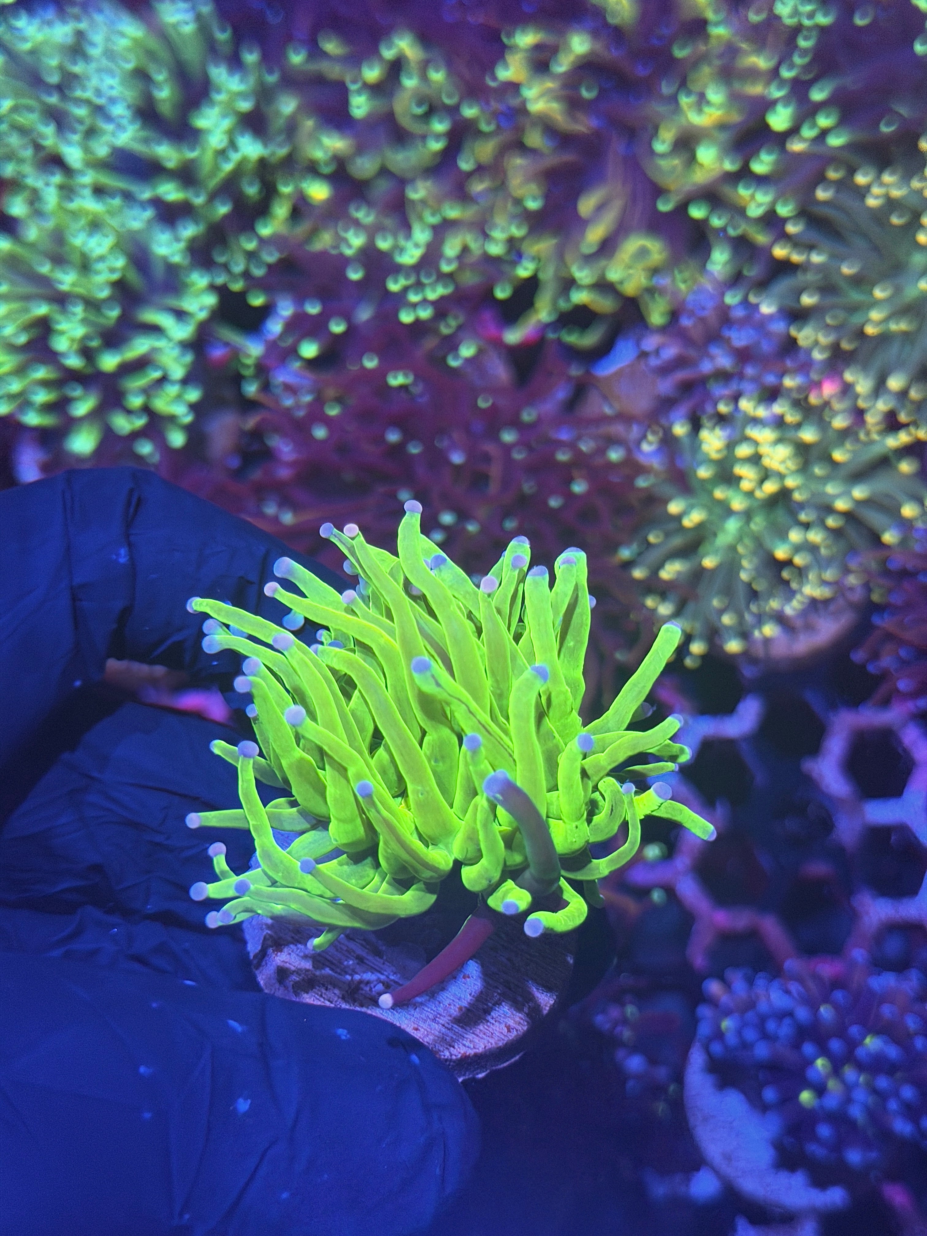 JEA Grafted Skittles Holy Grail Torch Coral 1 Head