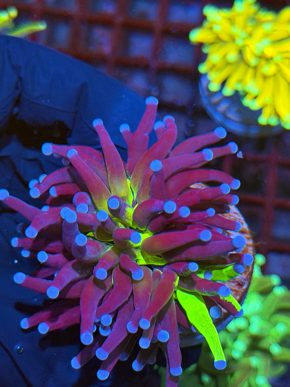 JEA Grafted Holy Grail Torch Coral 1 XL Head 9/21