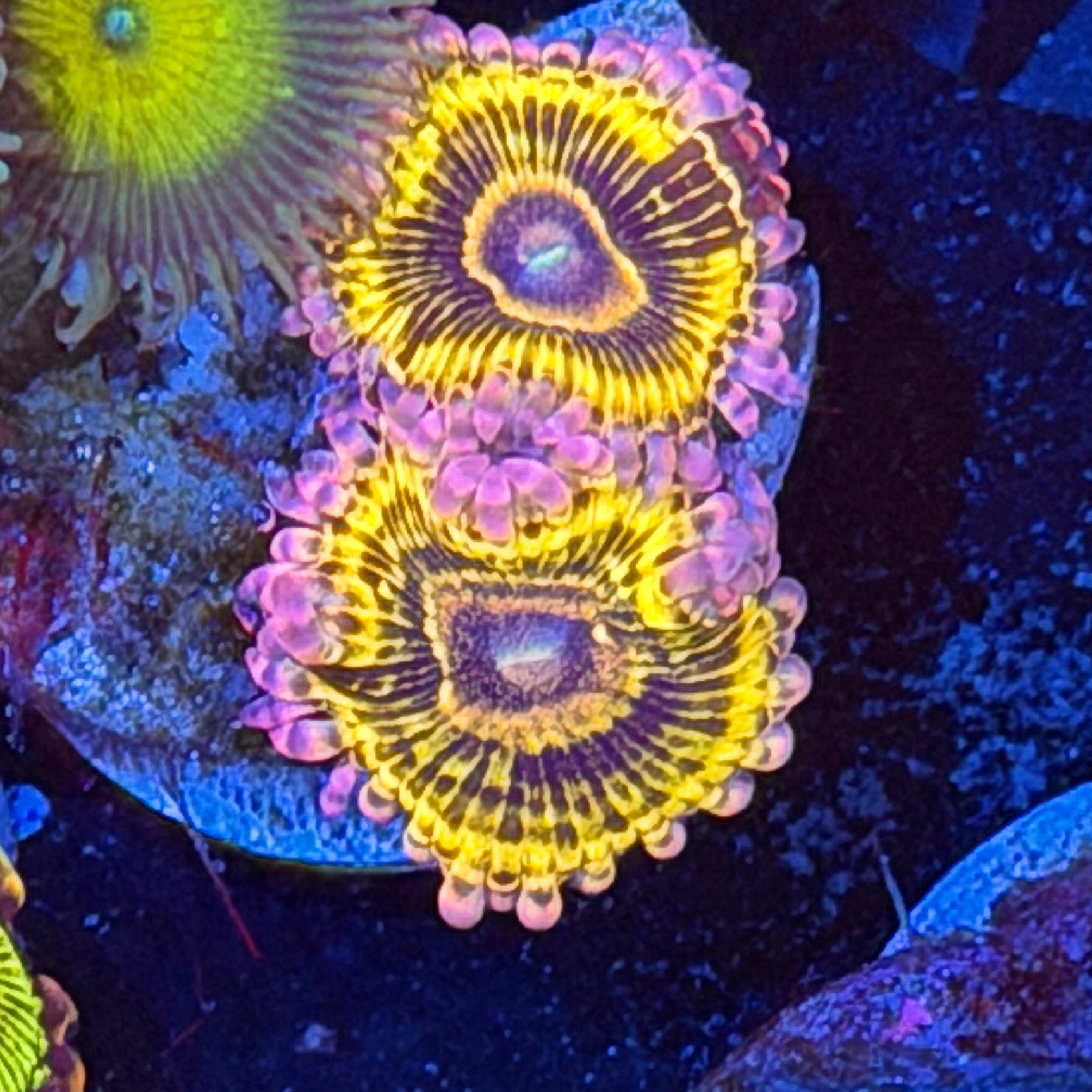 JEA OG Stratocaster Zoanthid Coral 2 Polyps XL 6/4