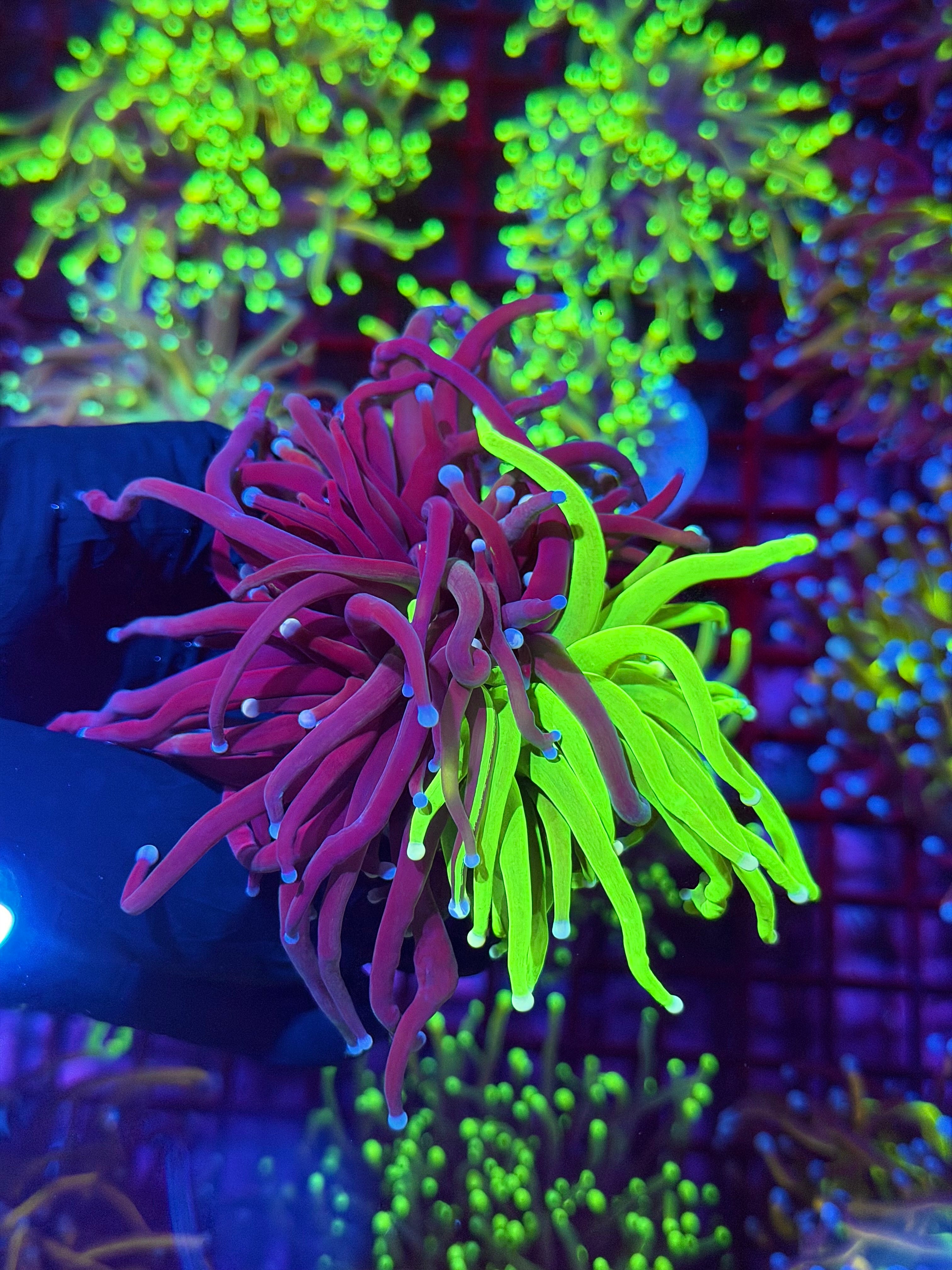 JEA Grafted Holy Grail Torch Coral 1 XXL Head Splitting Show Piece 8/6