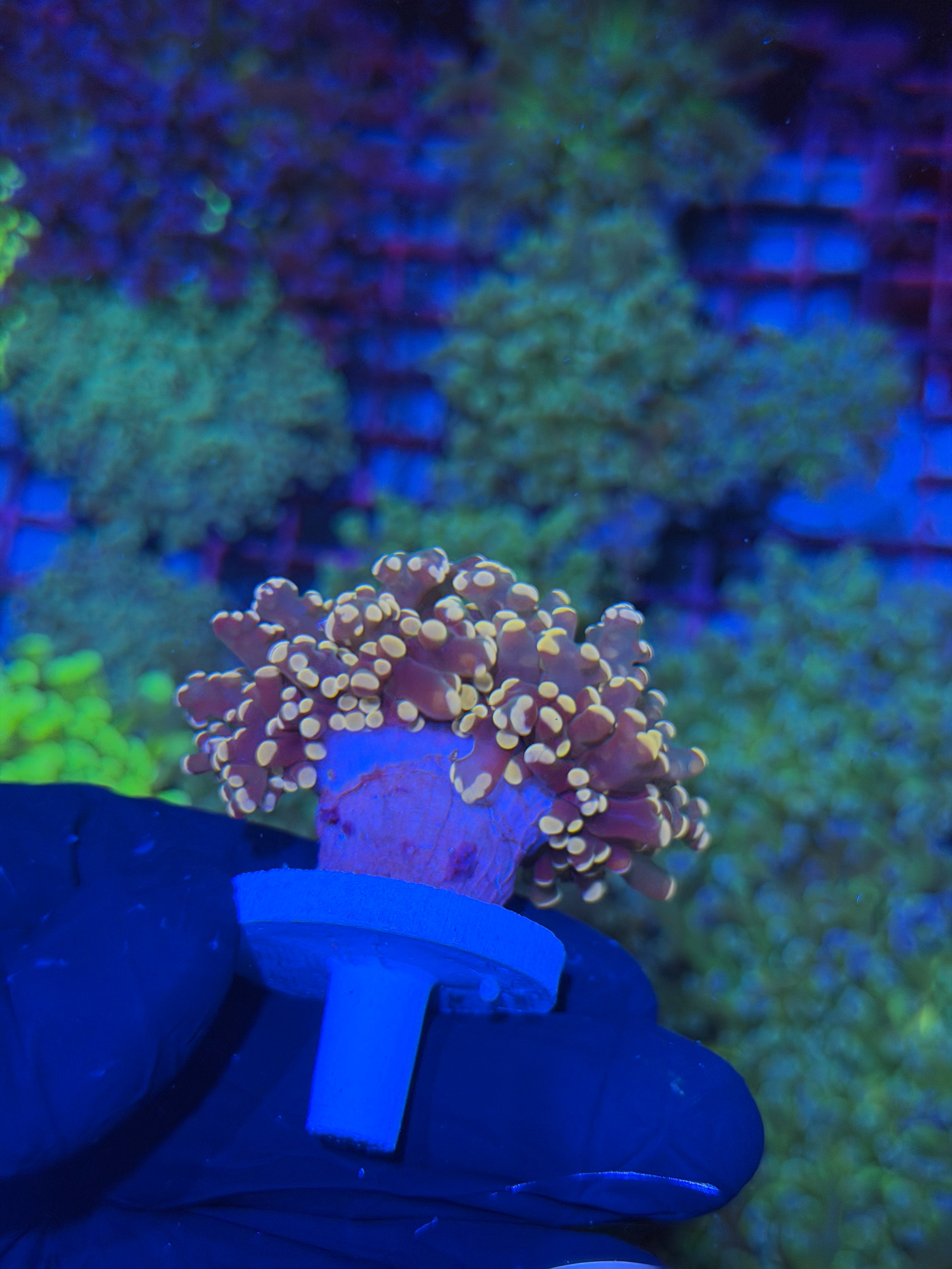 JEA Princess Peach Frogspawn 1 XL Head Splitting 7/22