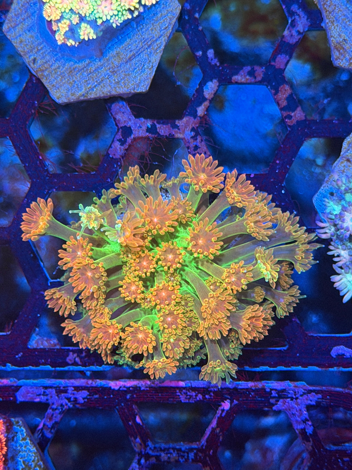 JEA Heatwave Goniopora Coral 9/28