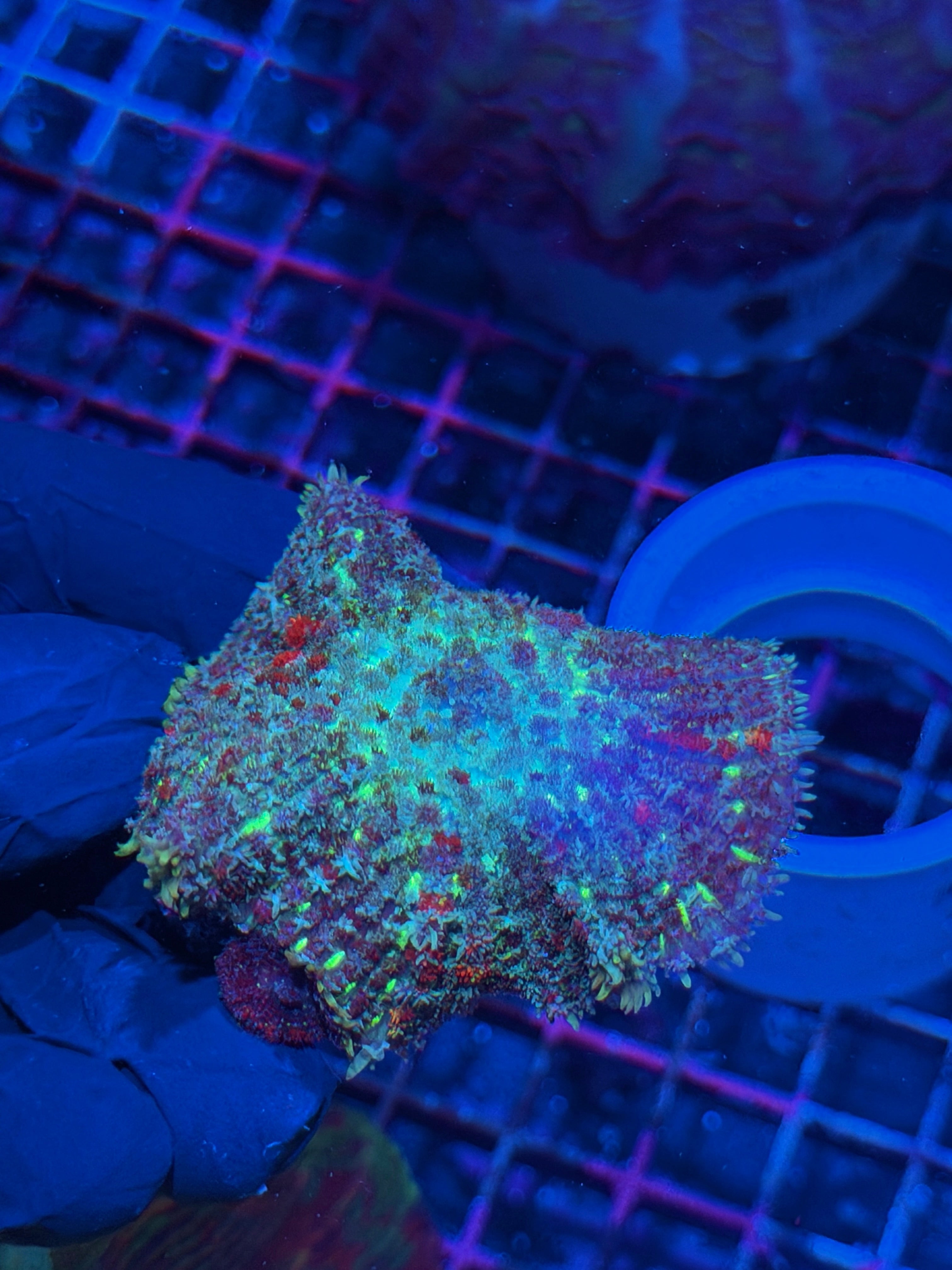 JEA Fire Starter Mushroom Coral XXL