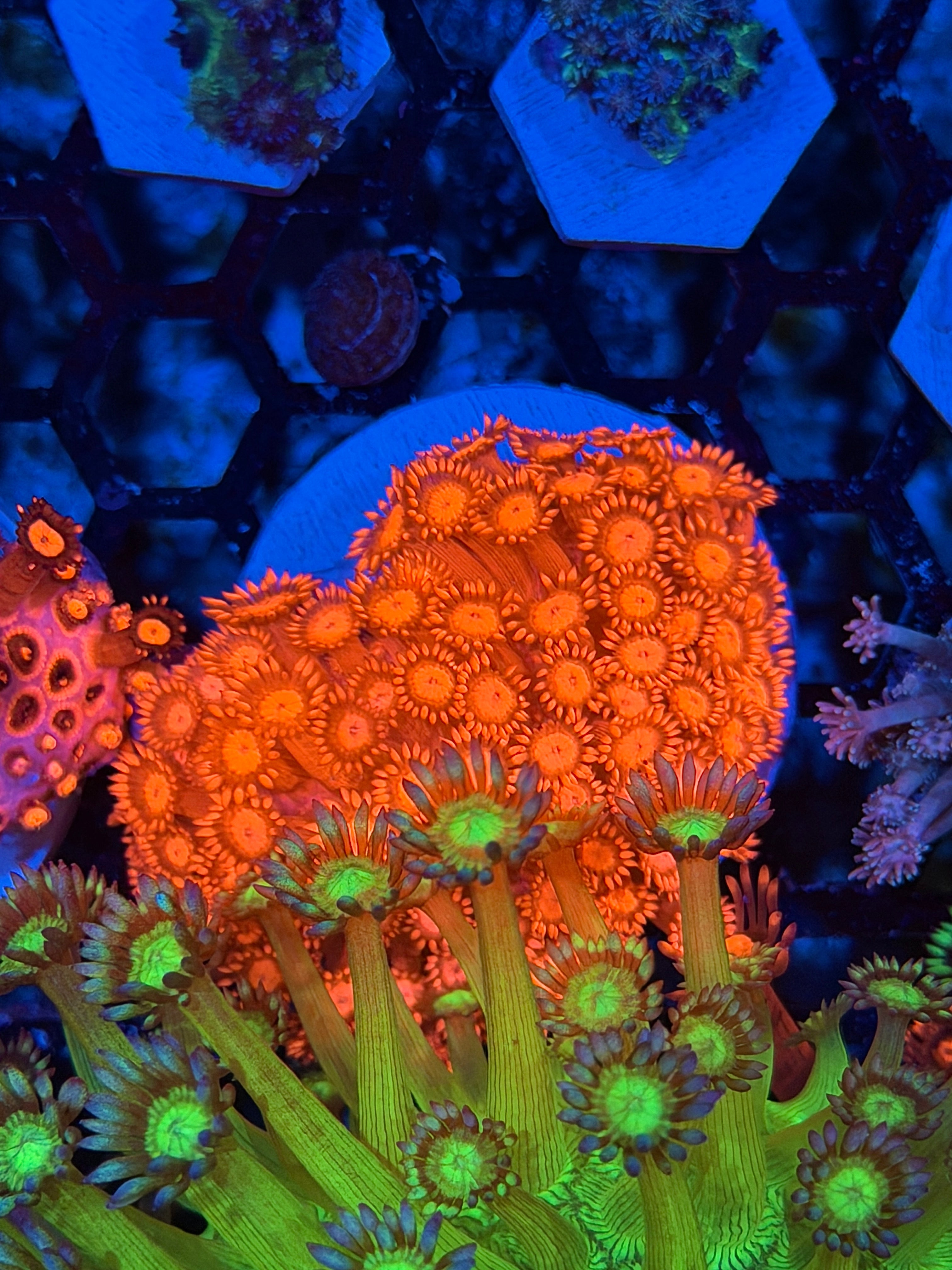 JEA Solar Ray Goniopora Colony XL BRIGHT