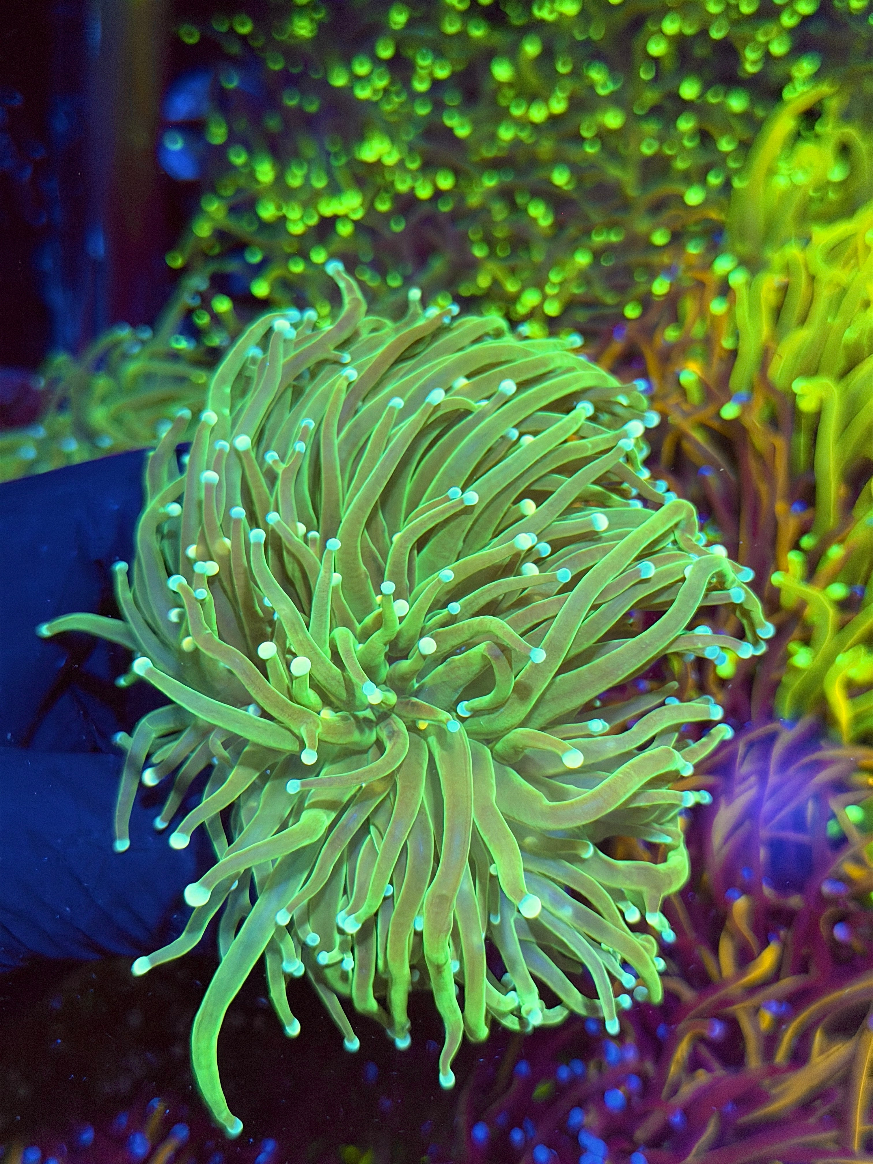 JEA Jedi Master Torch Coral 3 XXL Heads Splitting *New Release*
