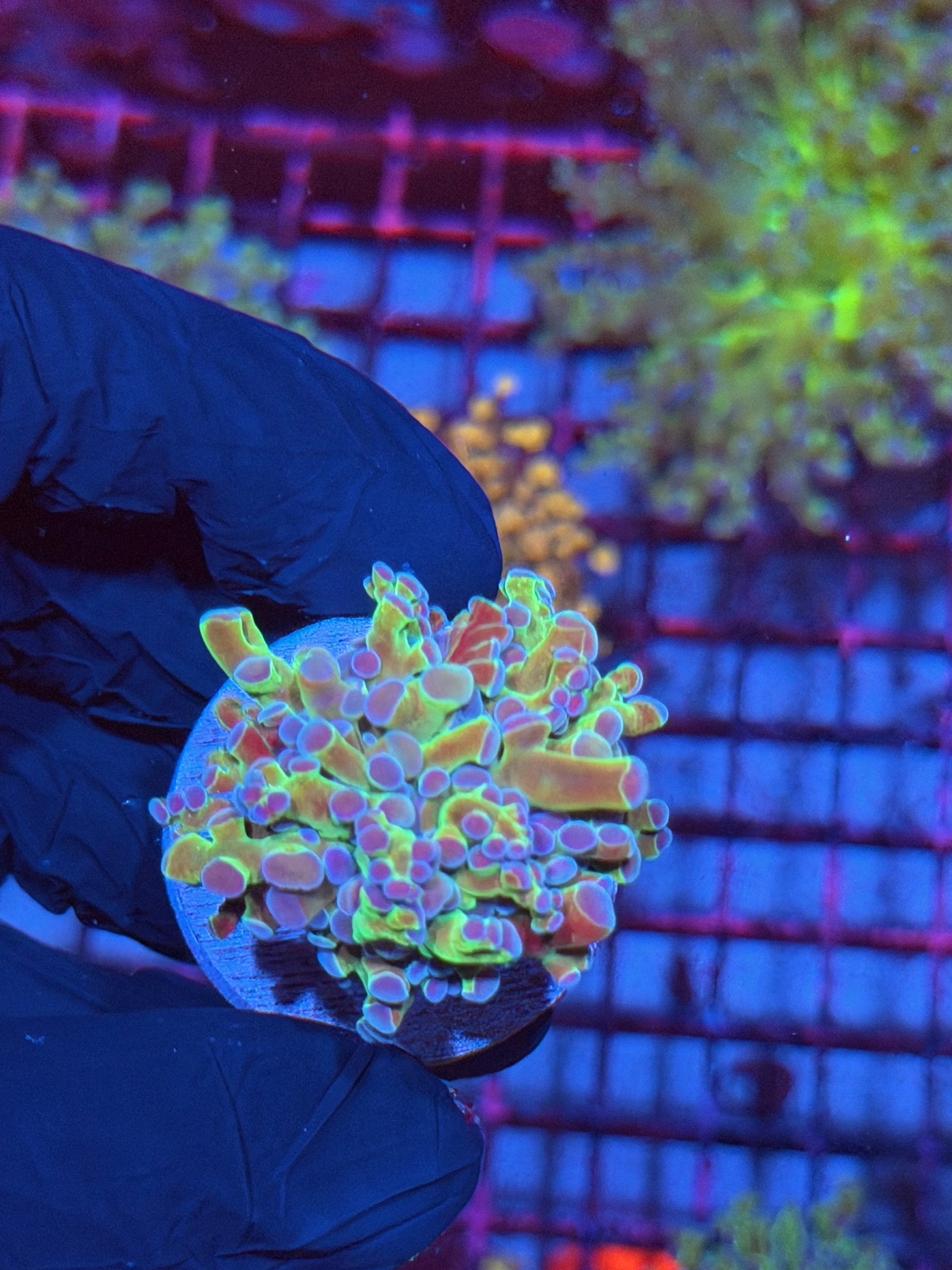 JEA Blue Magic Frogspawn Coral 1 XL Head 8/12