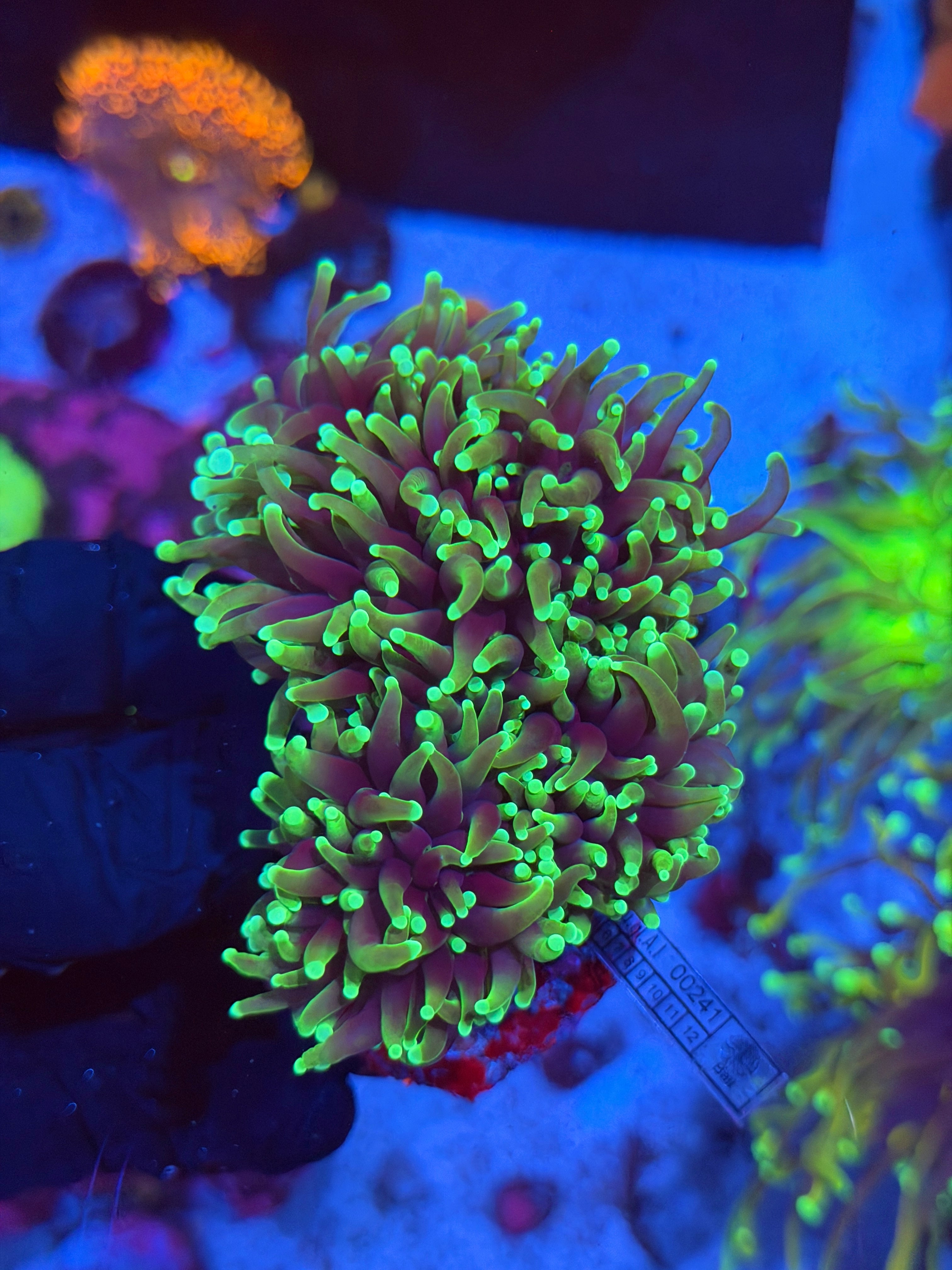 JEA Dragon Soul Torch Coral Colony XL