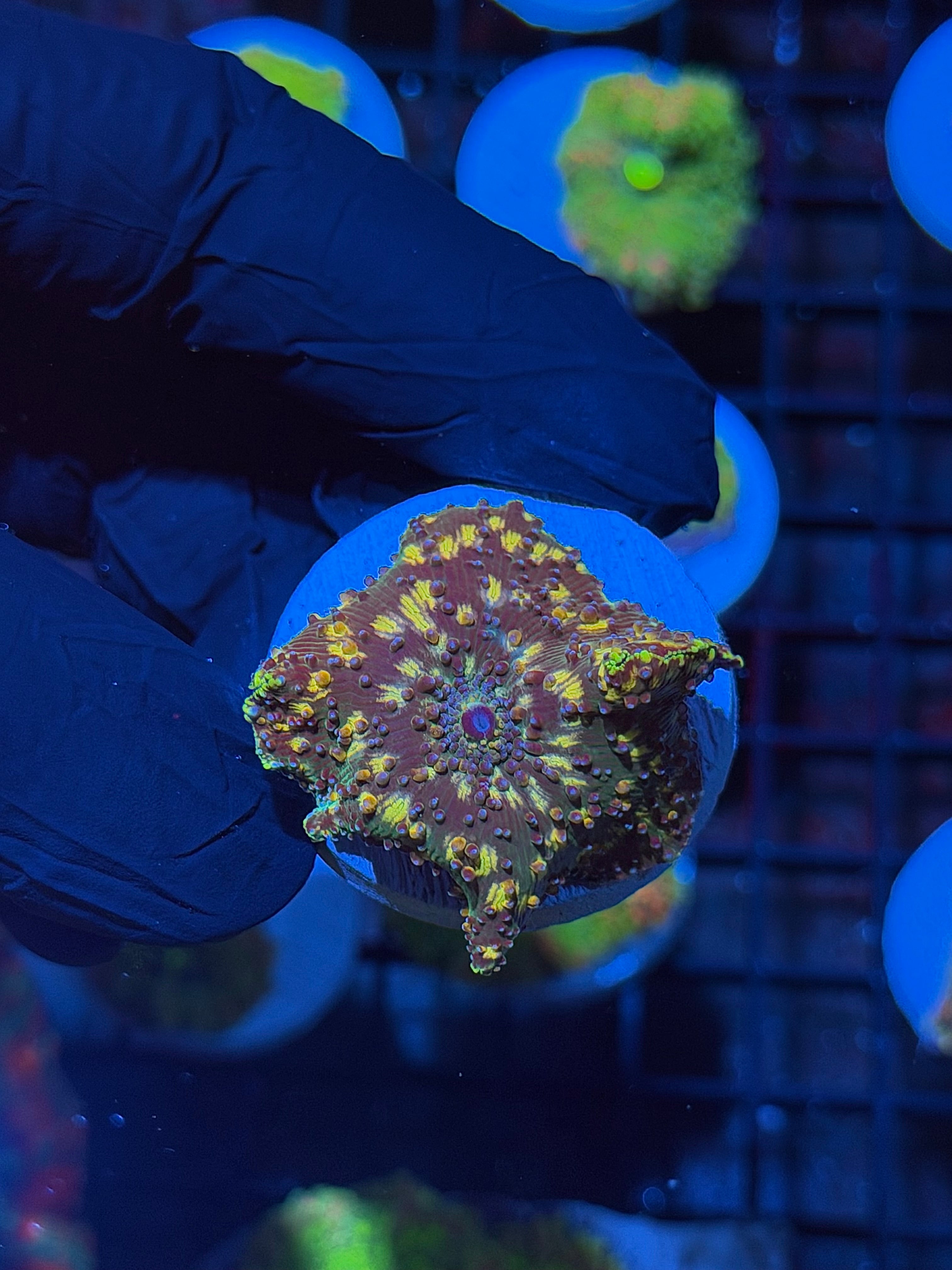 JEA Demogorgon Jawbreaker Mushroom Coral *New Release* INSANE 8/7