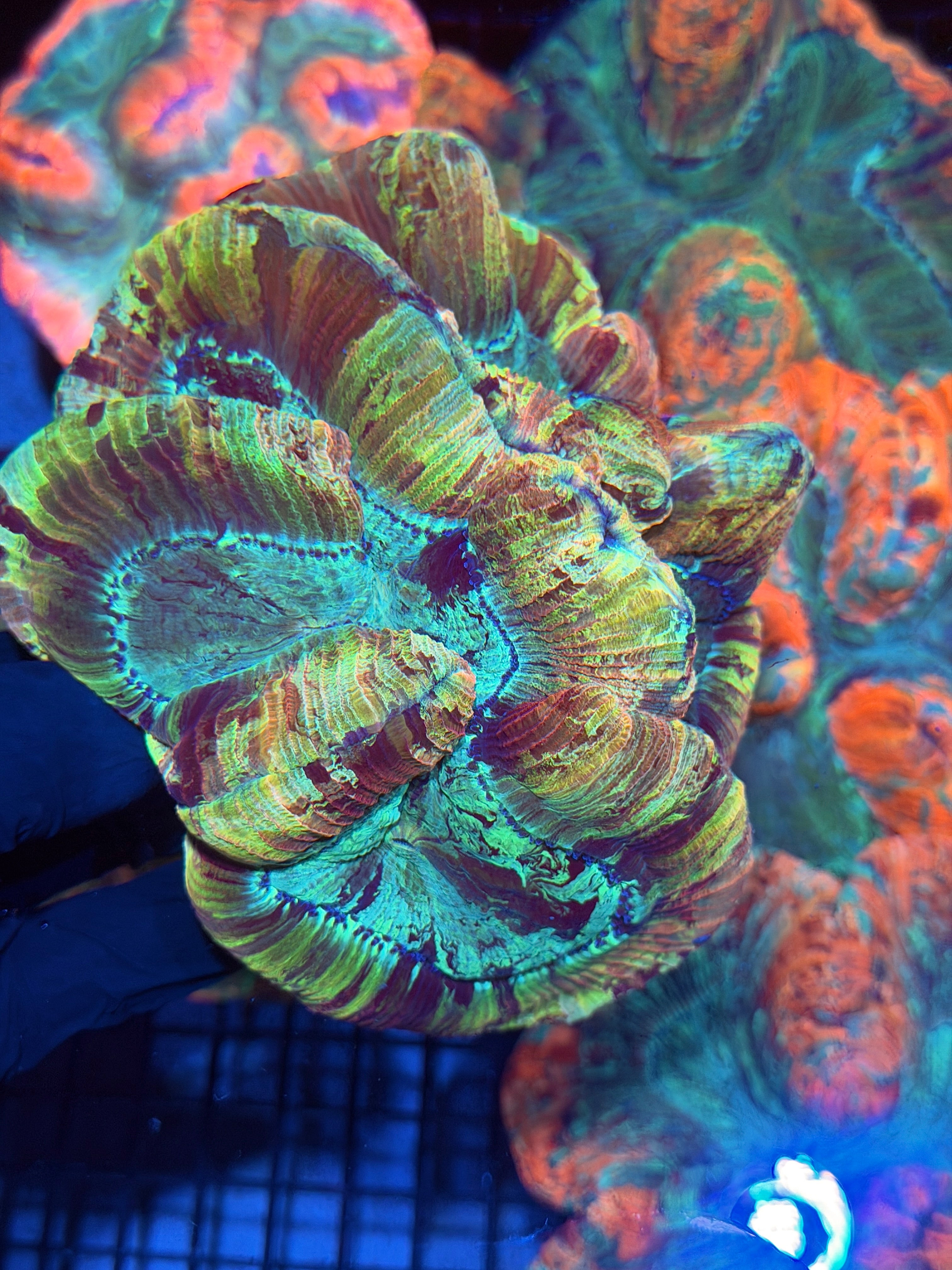 Rainbow Indo Trachyphyllia Meat Coral XXL Show Piece 12/1