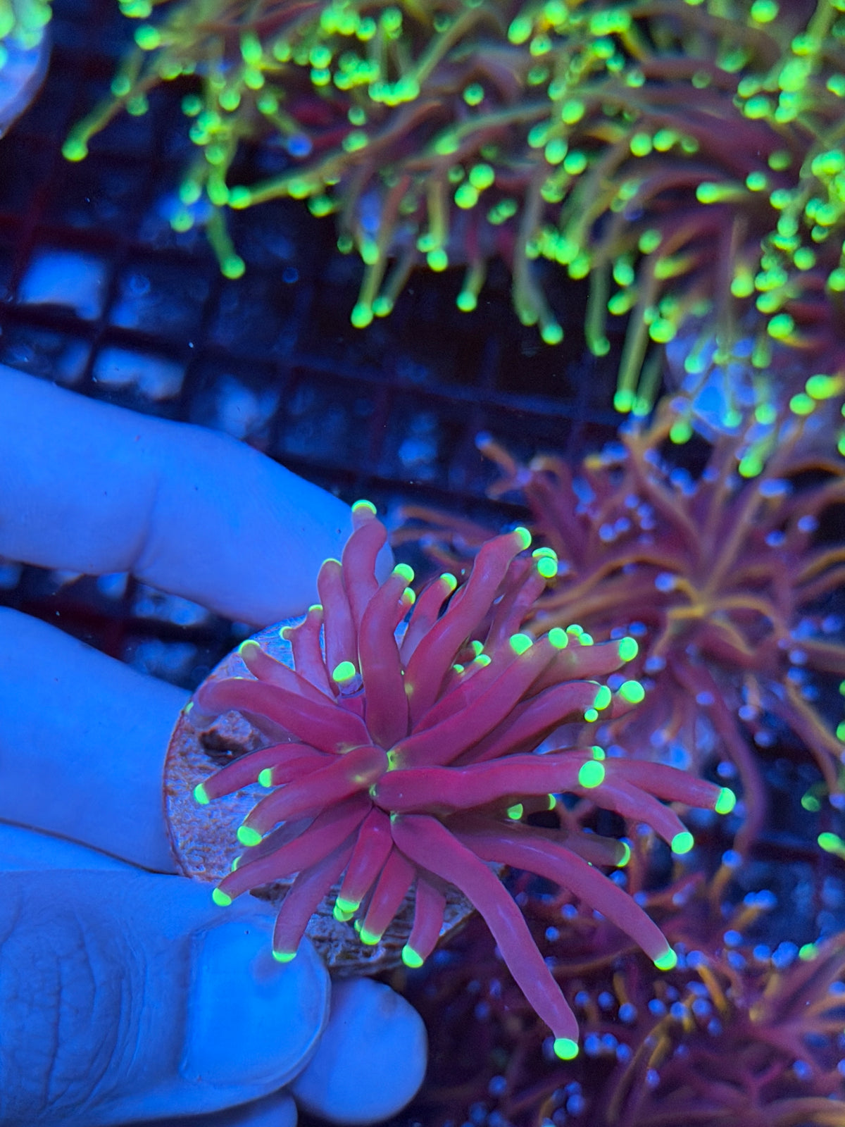 JEA Medusa Torch Coral 1 Head 9/21