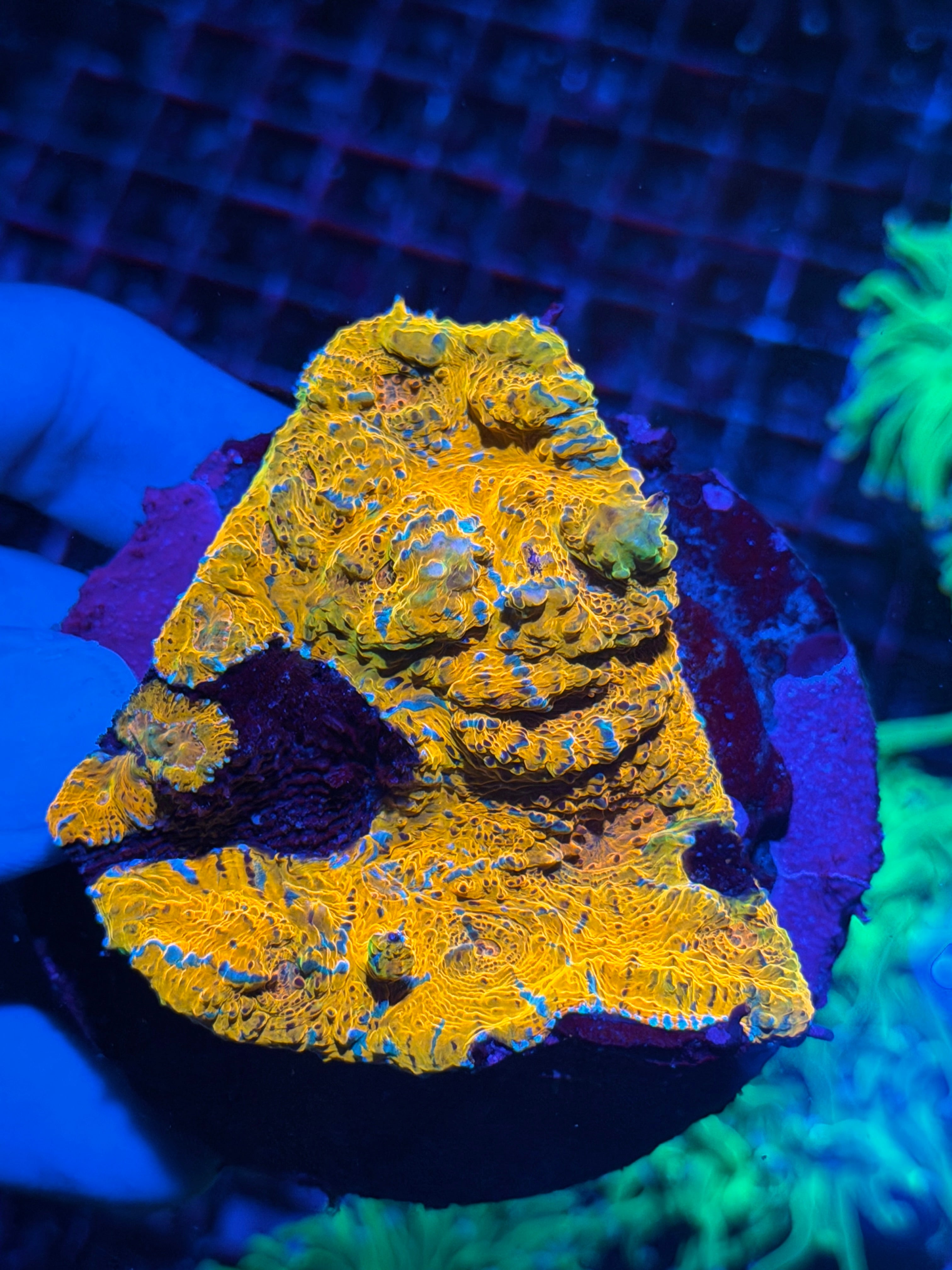 Multicolor Chalice Colony XL 7/9