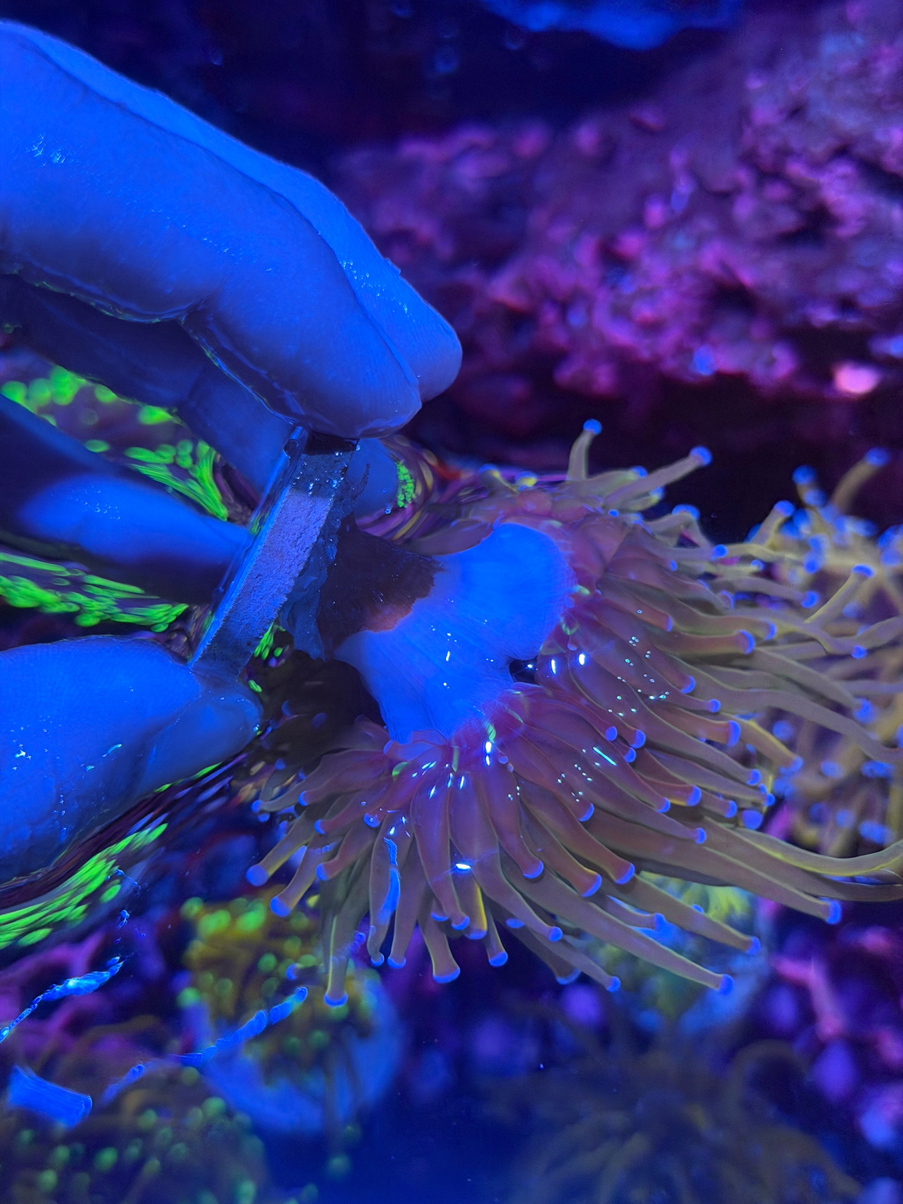 JEA Dragon Tamer Torch Coral 3 Heads Splitting XL 12/1