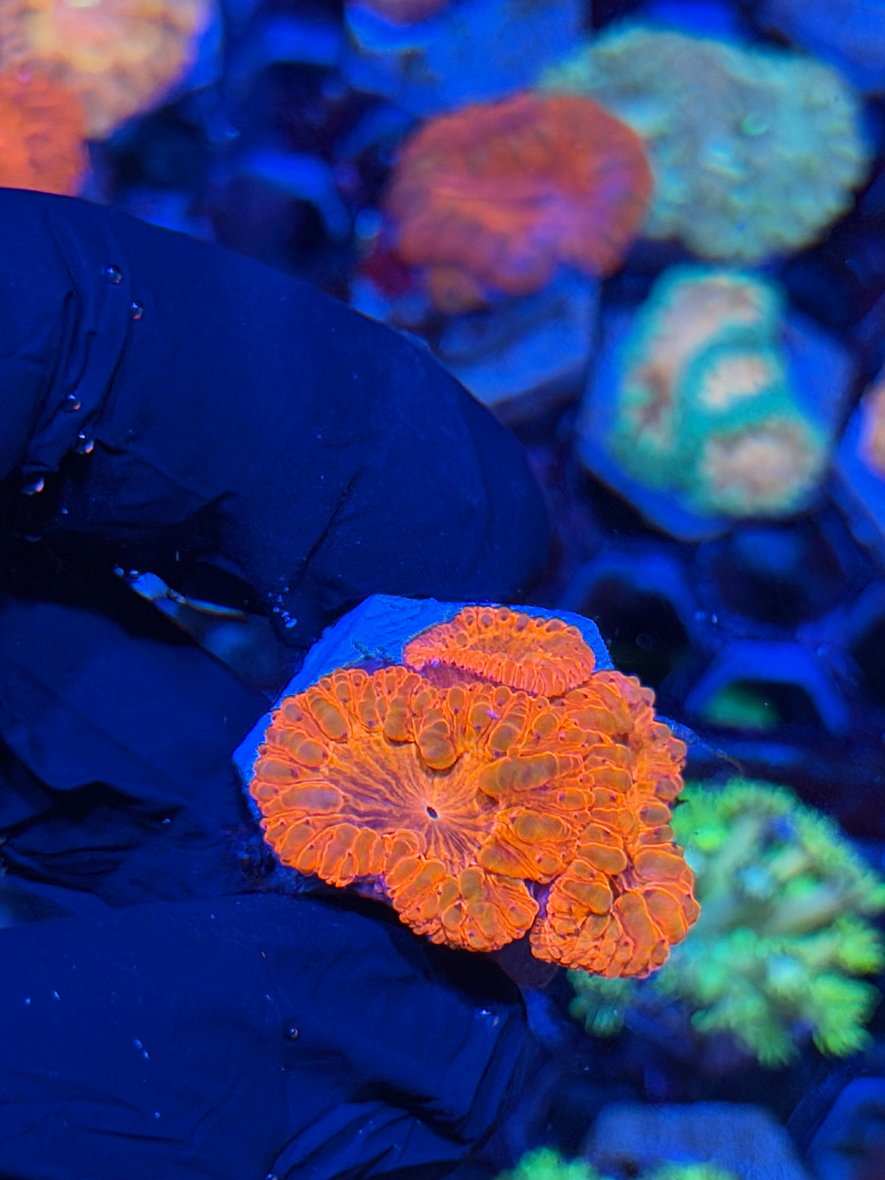 JEA Bloodsucker Blastomussa Coral 3 HeADS XXL 7/21