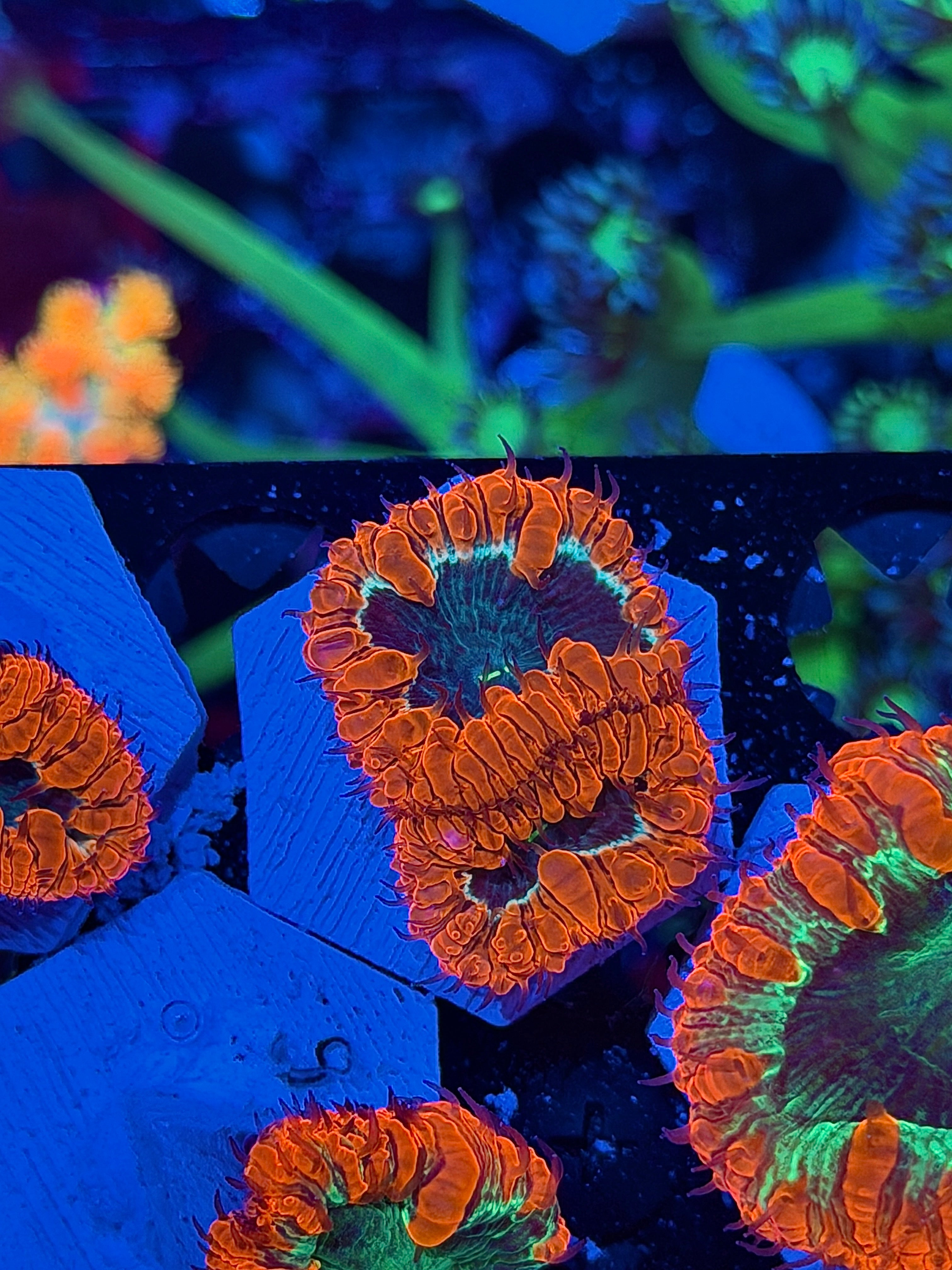 JEA Bleeding Heart Blastomussa Coral 2 Heads XL