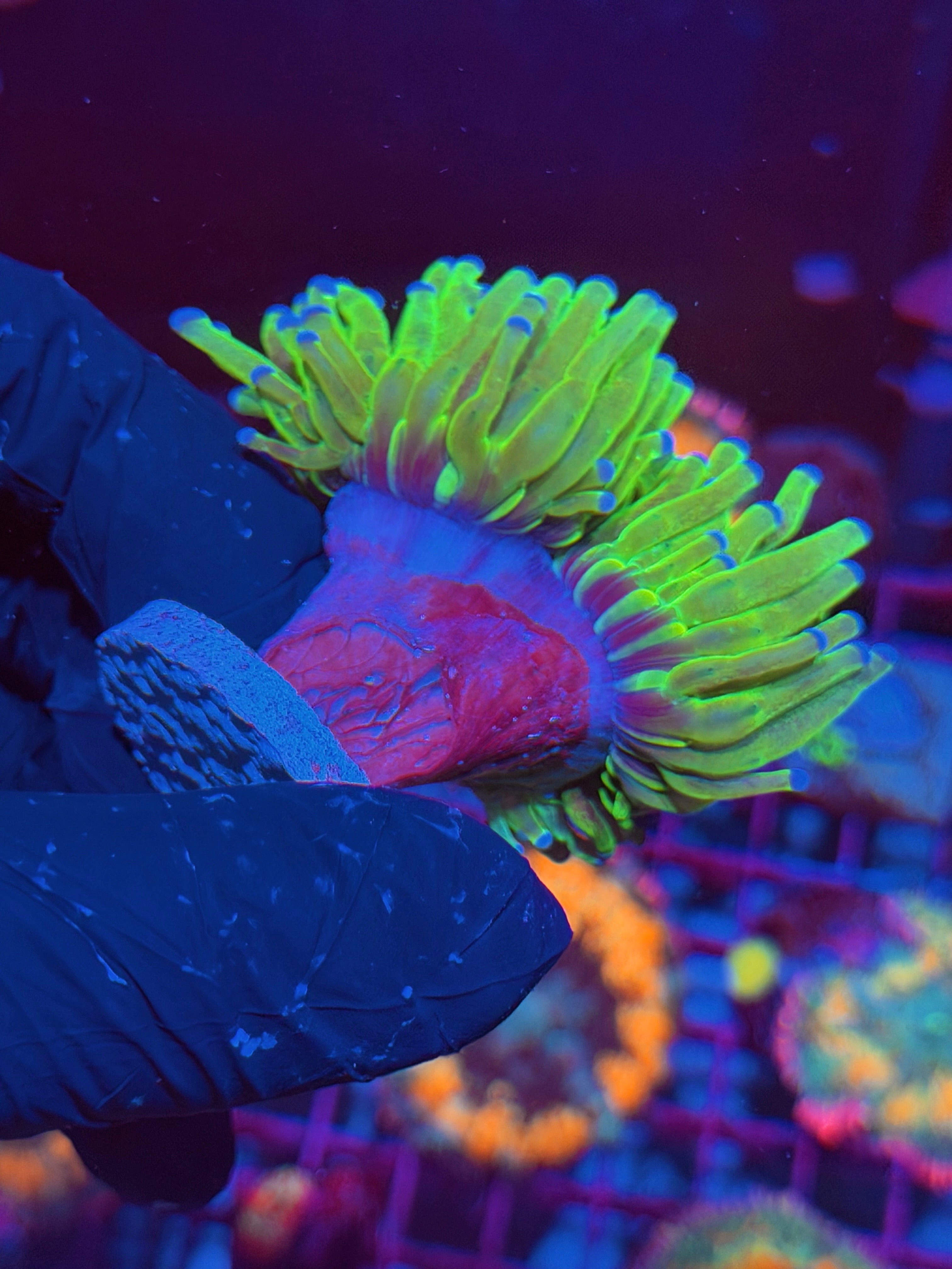 JEA Grafted Holy Grail Torch Coral 1 XXXL Head Splitting 6/3