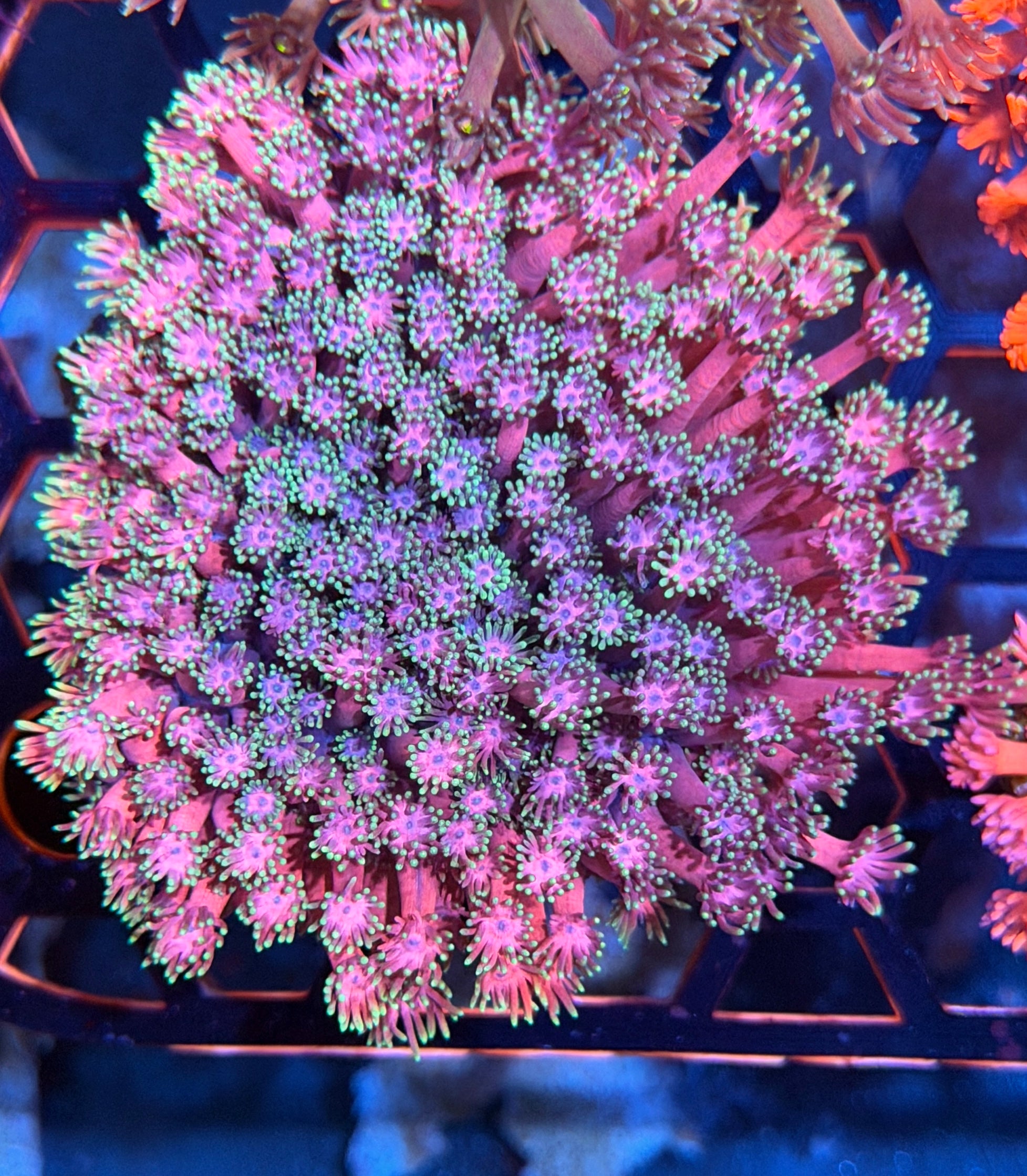 JEA Strawberry Shortcake Goniopora Colony XXXL