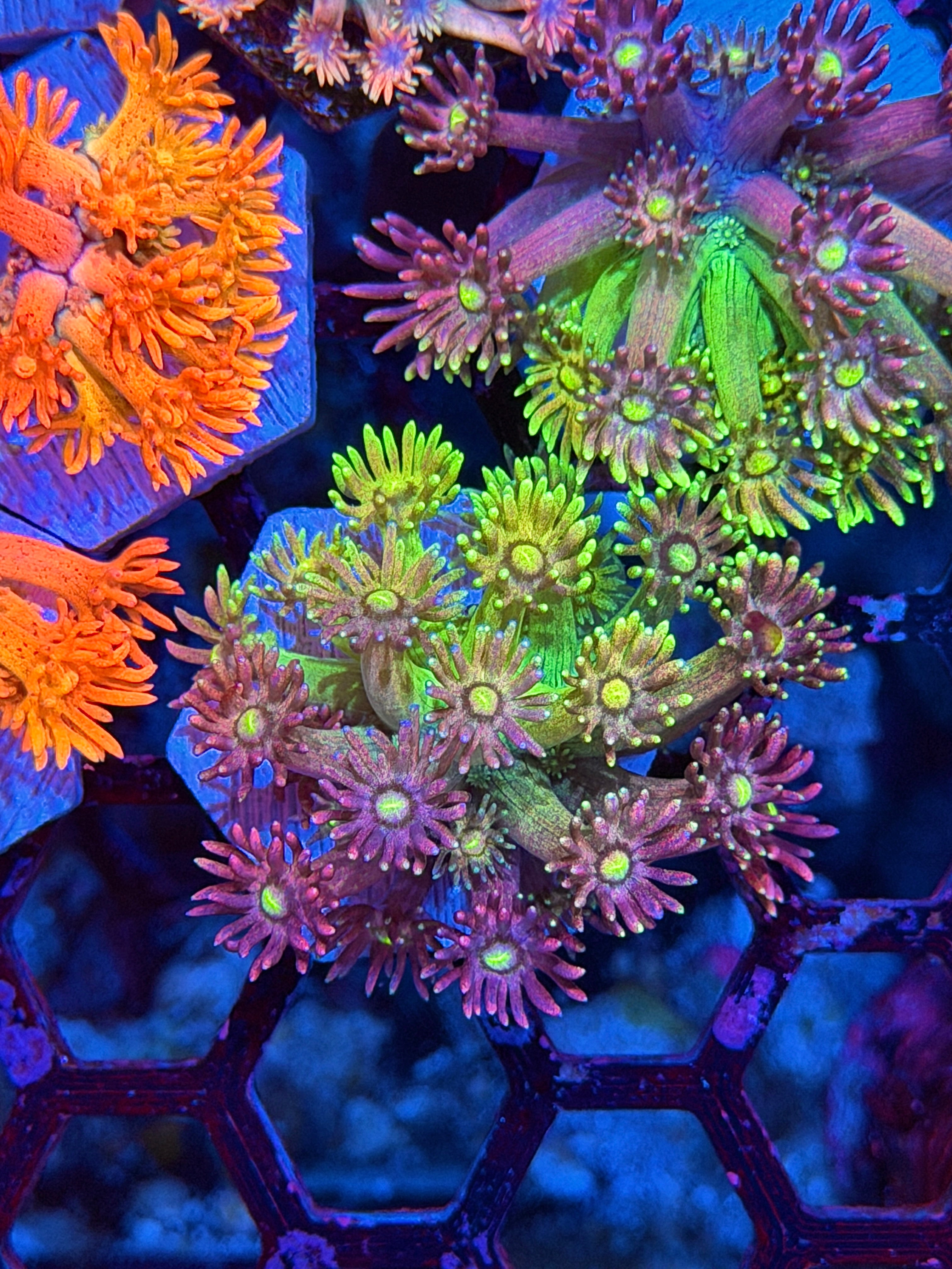 JEA Rainbow Pixie Dust Goniopora Coral *New Release*