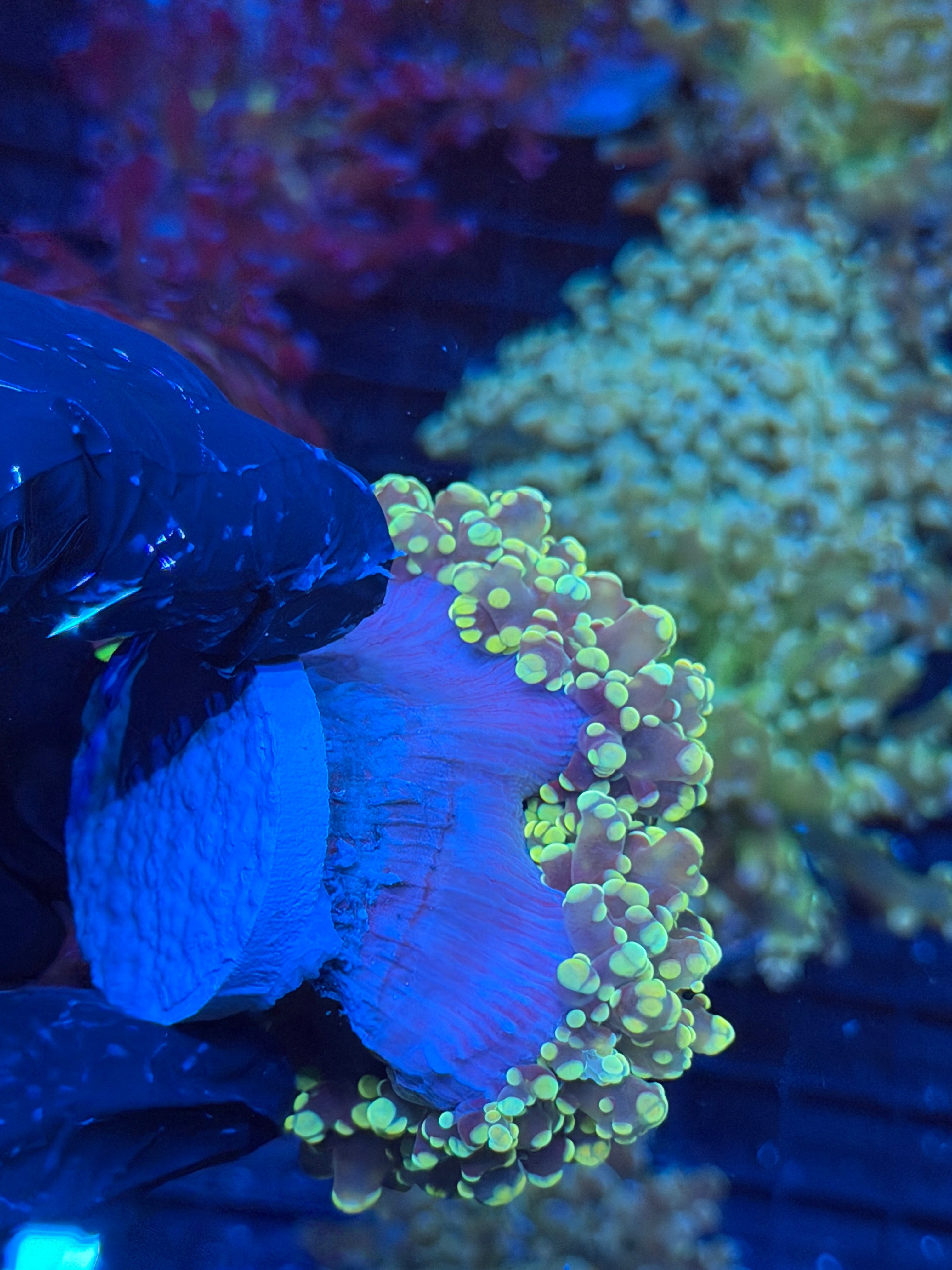 JEA Banana Frogspawn Coral 2 XXL Heads 9/6