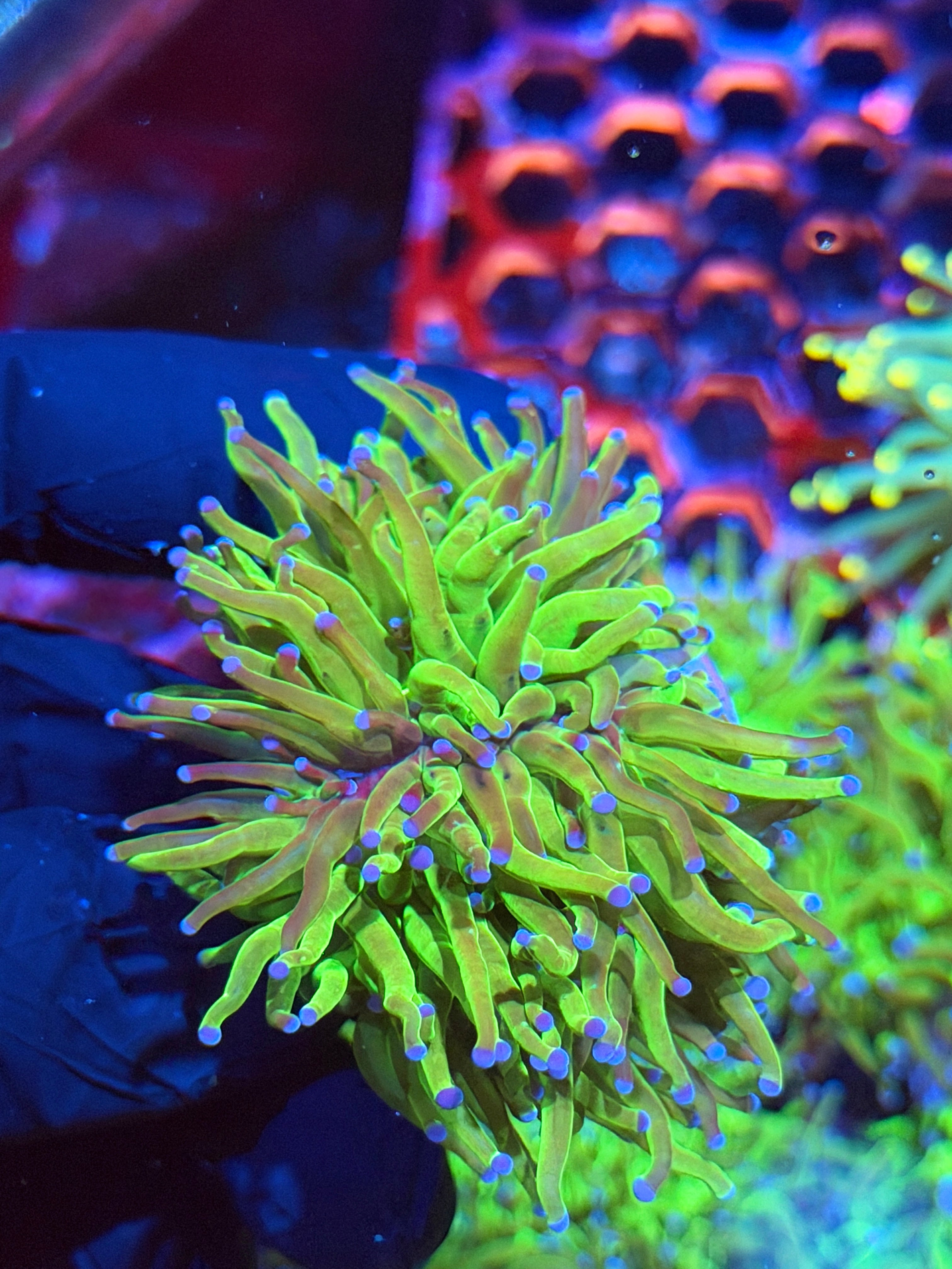 JEA Grafted Todd’s Torch Coral 1 XL Head Splitting 9/6