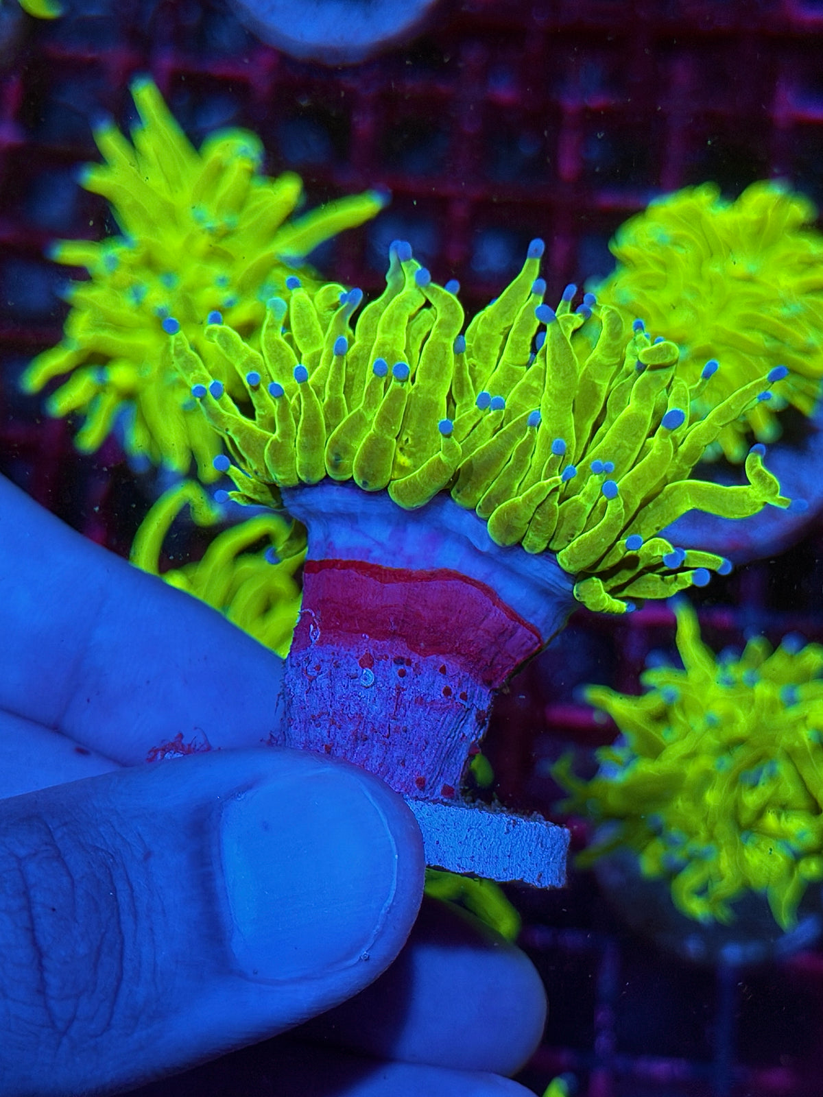 JEA Holy Grail Torch Coral 1 XL Head 10/20