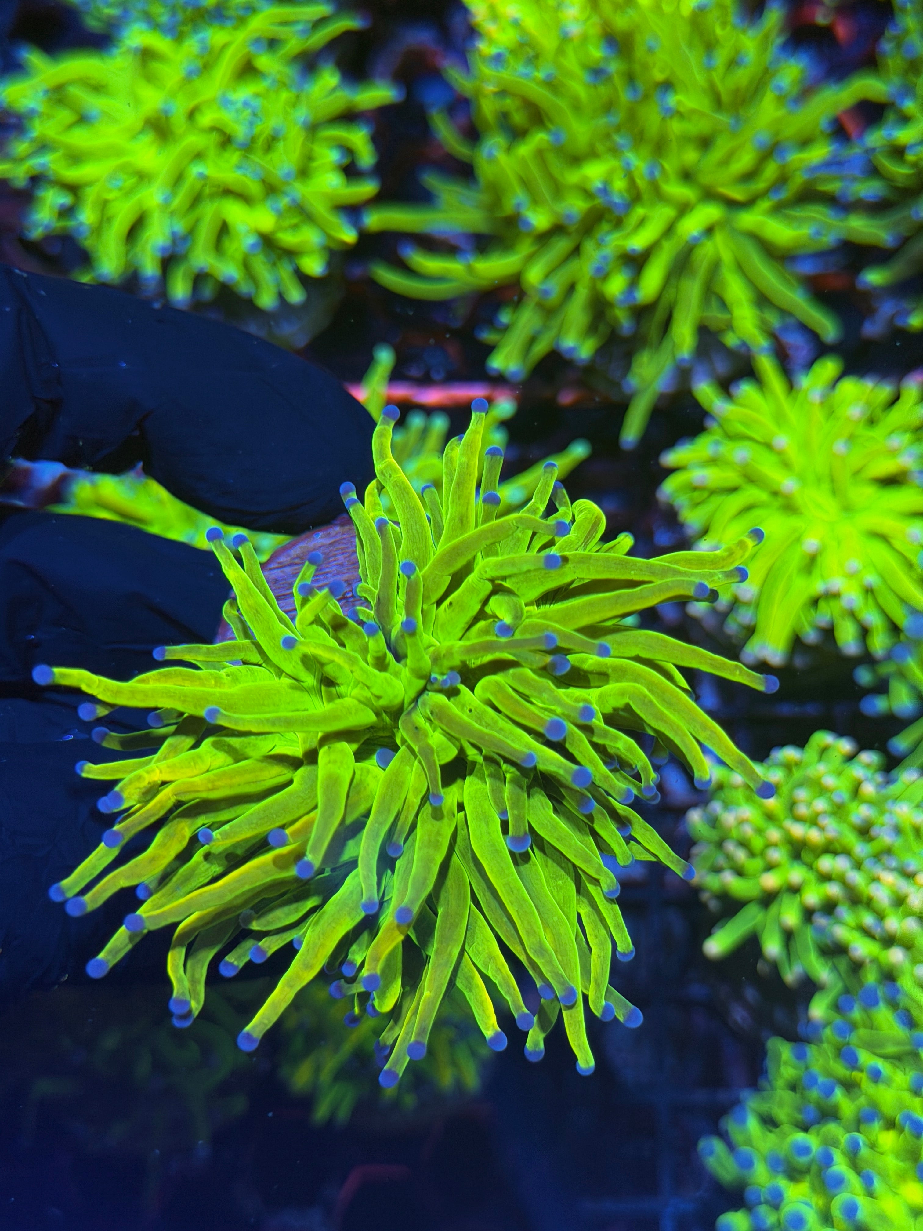 JEA Holy Grail Torch Coral 1 XL Head 7/31