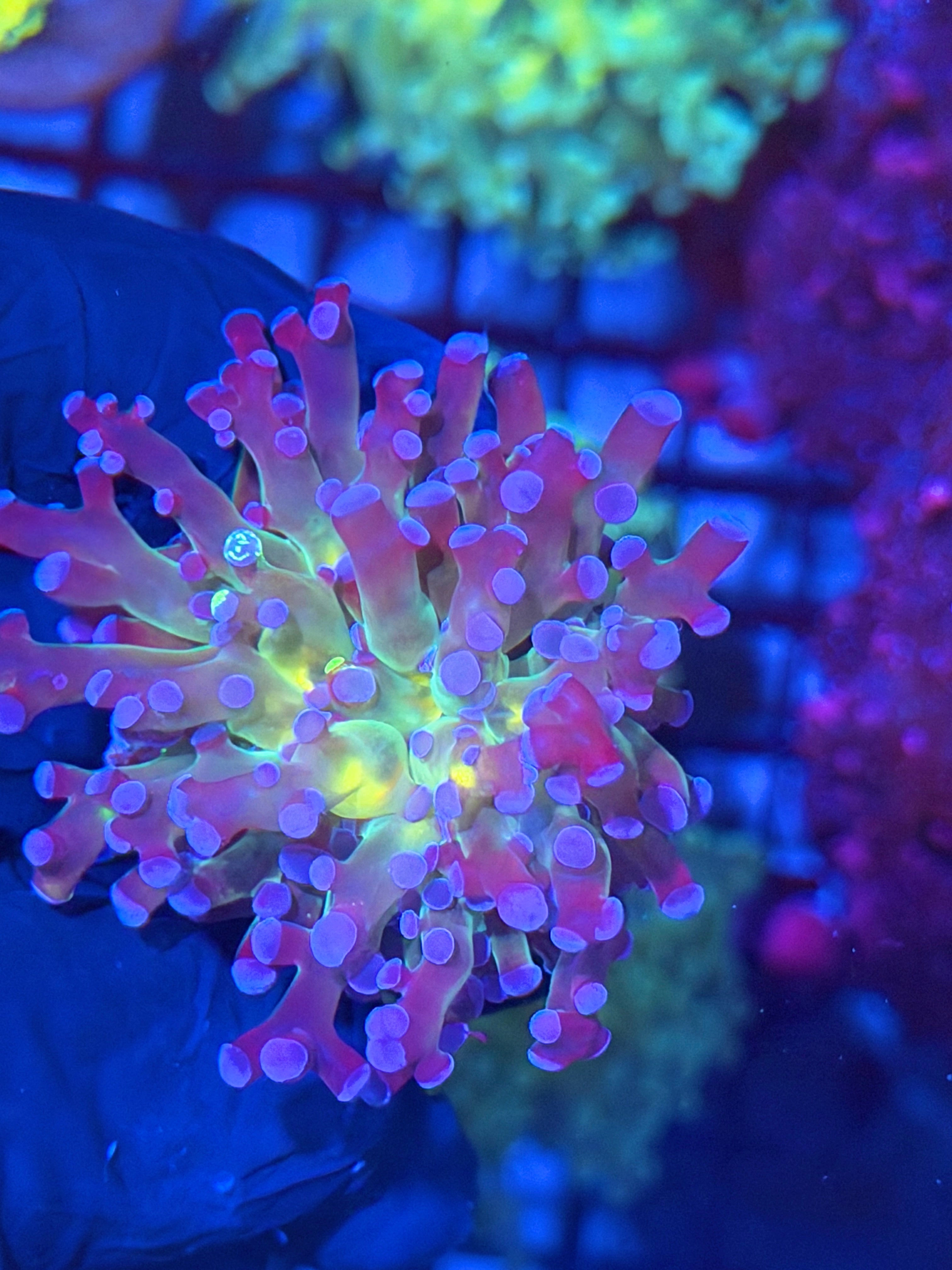 Purple Frogspawn Coral Bright Mouth 11/28