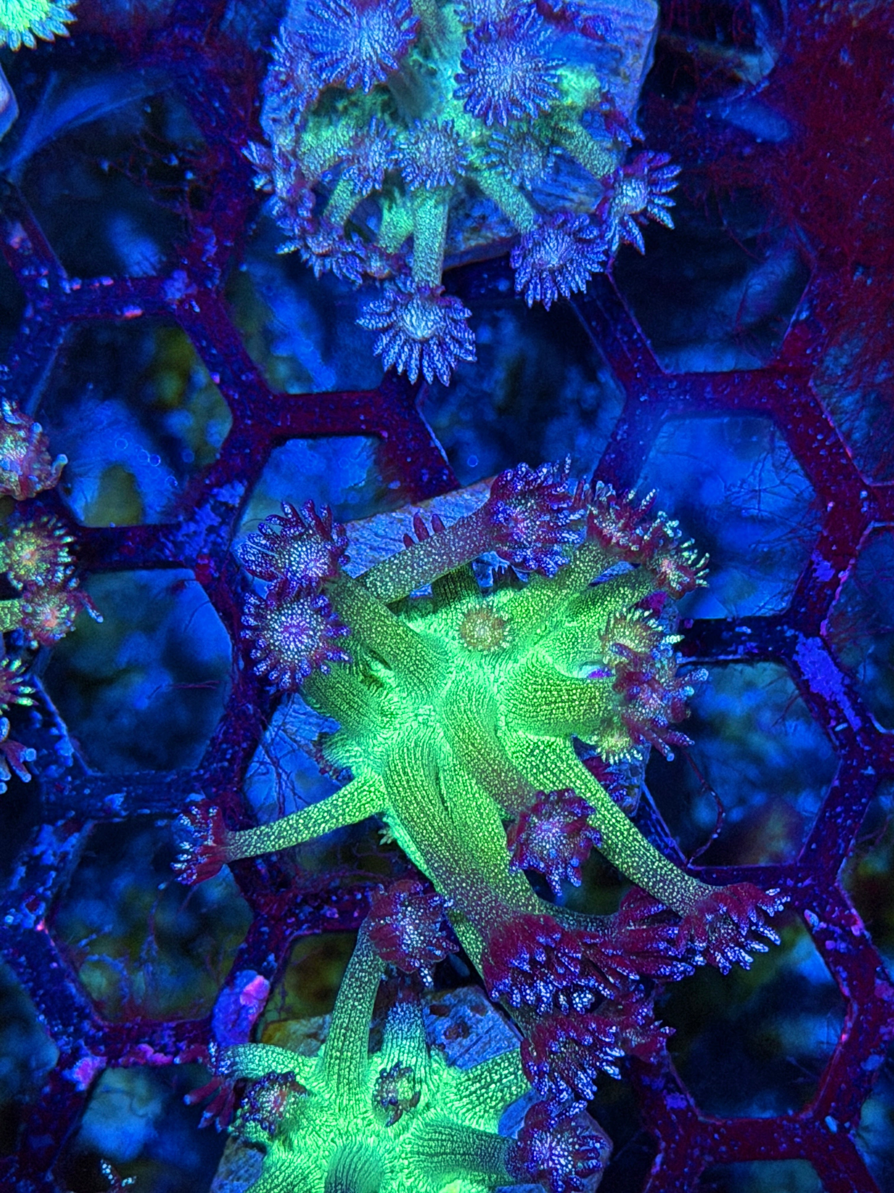 JEA Black Widow Glitter Goniopora Coral *New Release* 7/22