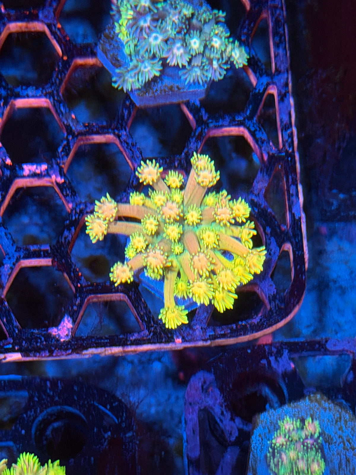 JEA Sunburst Goniopora Coral