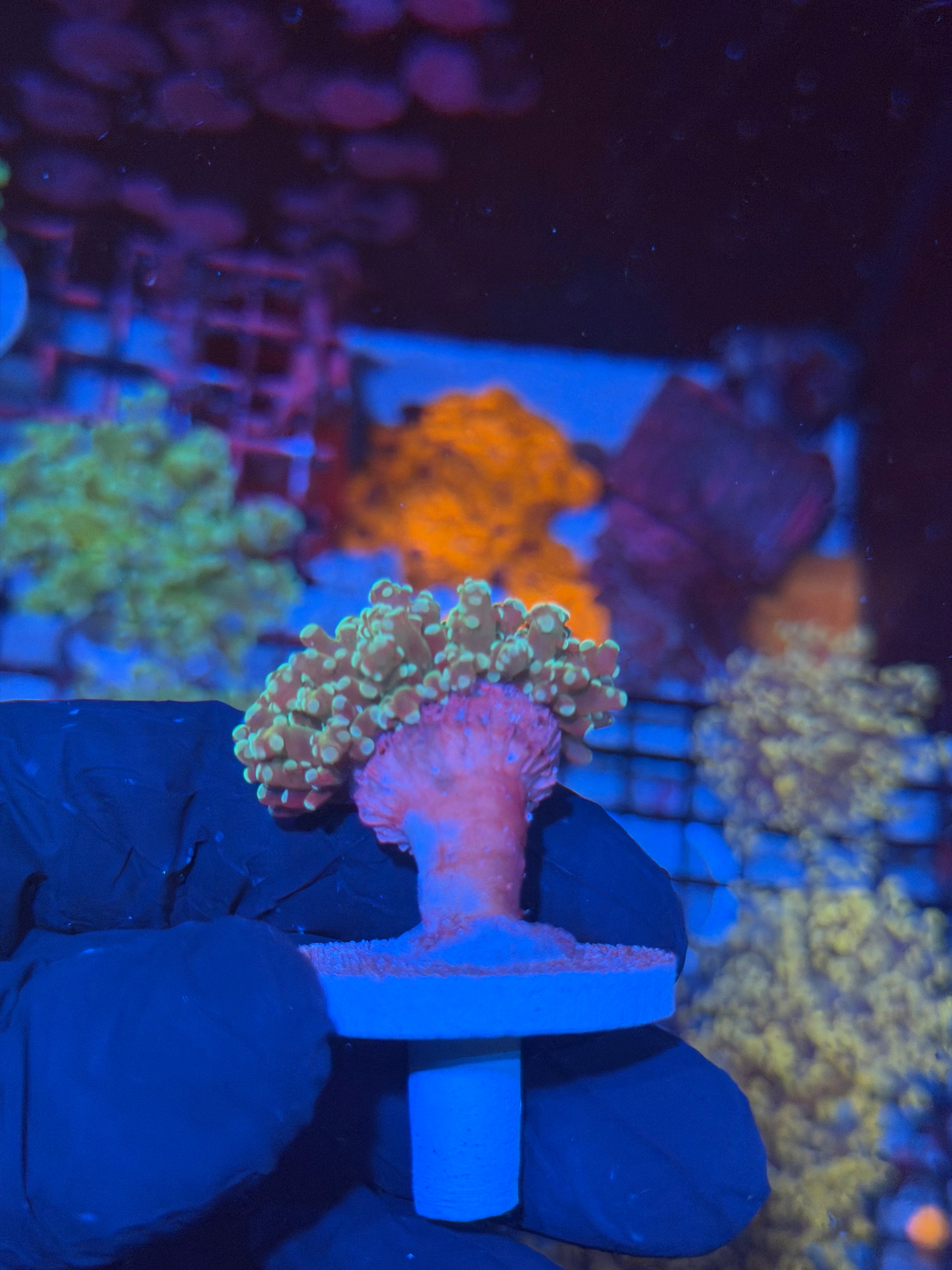 JEA Sour Apple Frogspawn Coral 1 Head 8/1