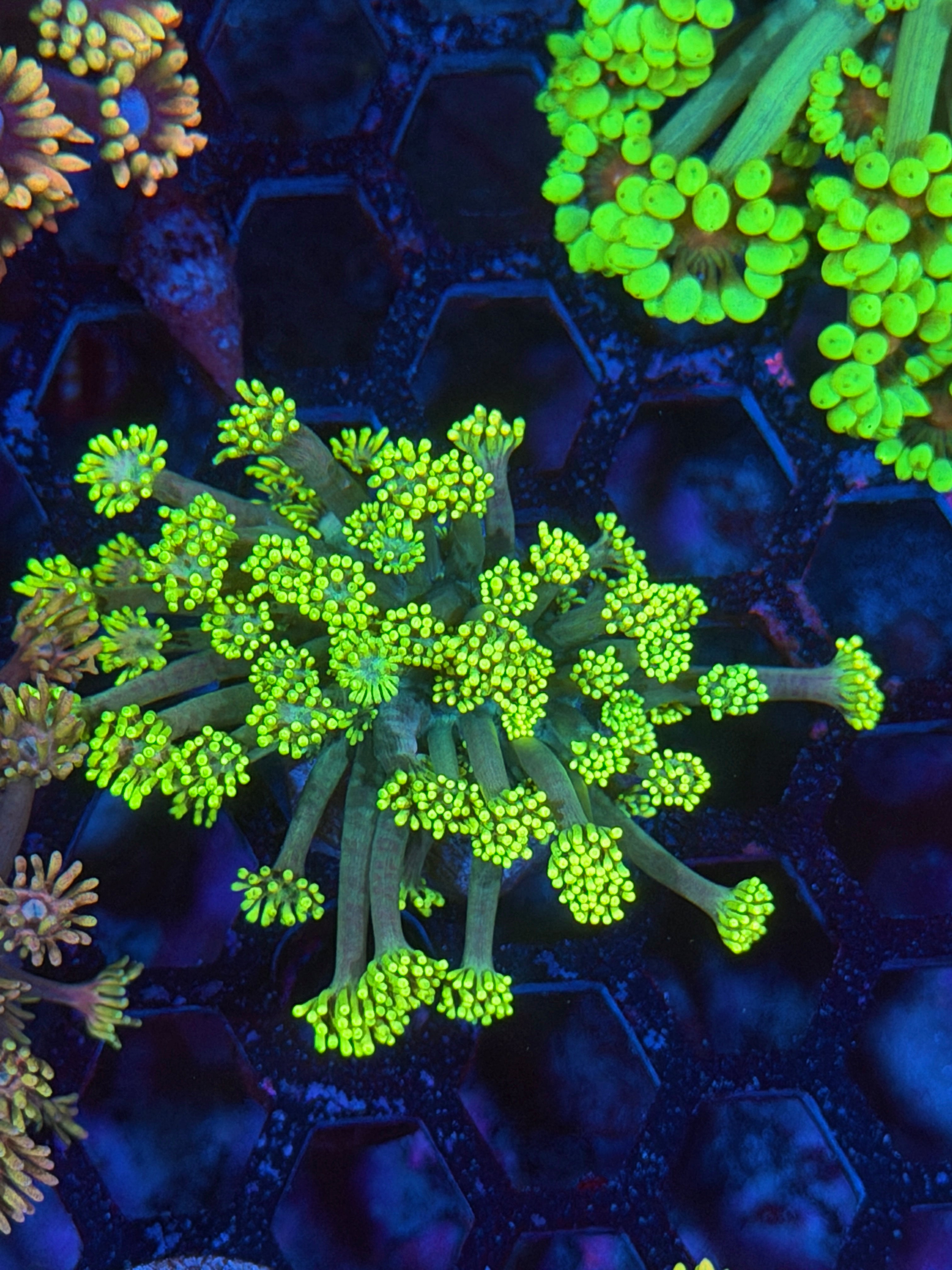 JEA Green Sparkler Goniopora Coral XL frag 11/28