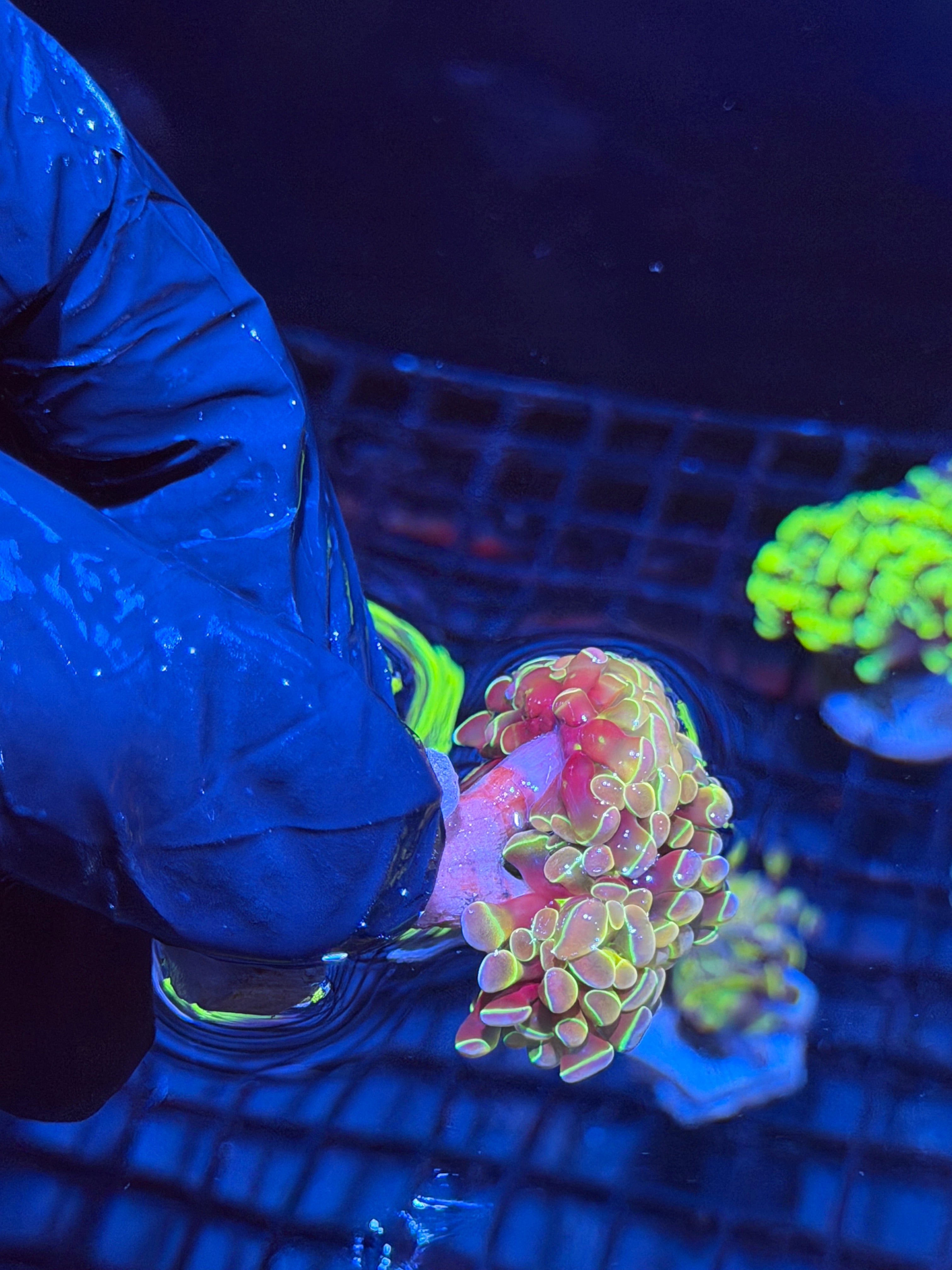 JEA Rainbow Dreams Hammer Coral 2 Heads XL 6/4