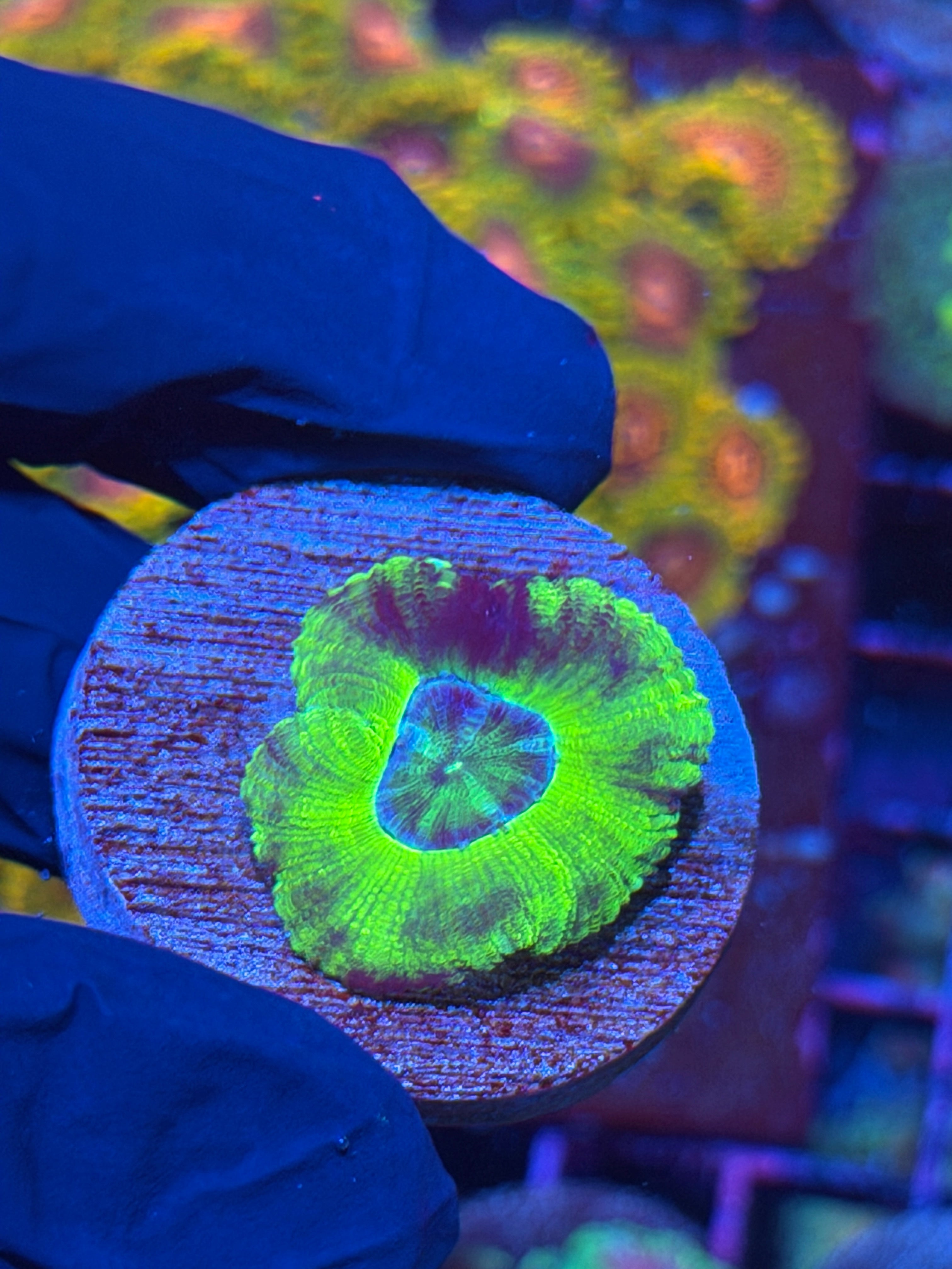 JEA Beetlejuice Asian Acans 1 XL Head 11/3