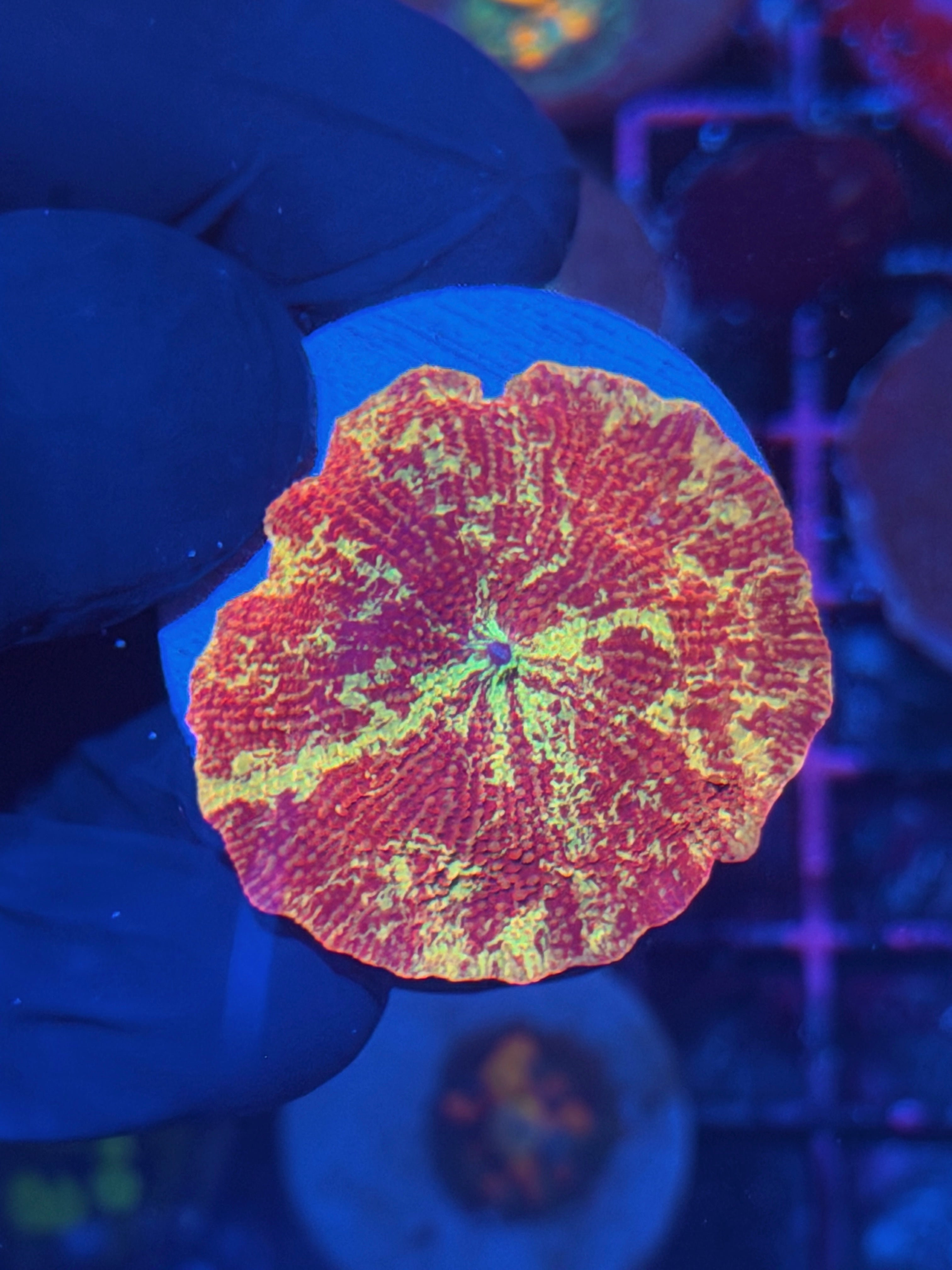 JEA Eclectus Mushroom Coral Insane XL AQUACULTURED 11/28