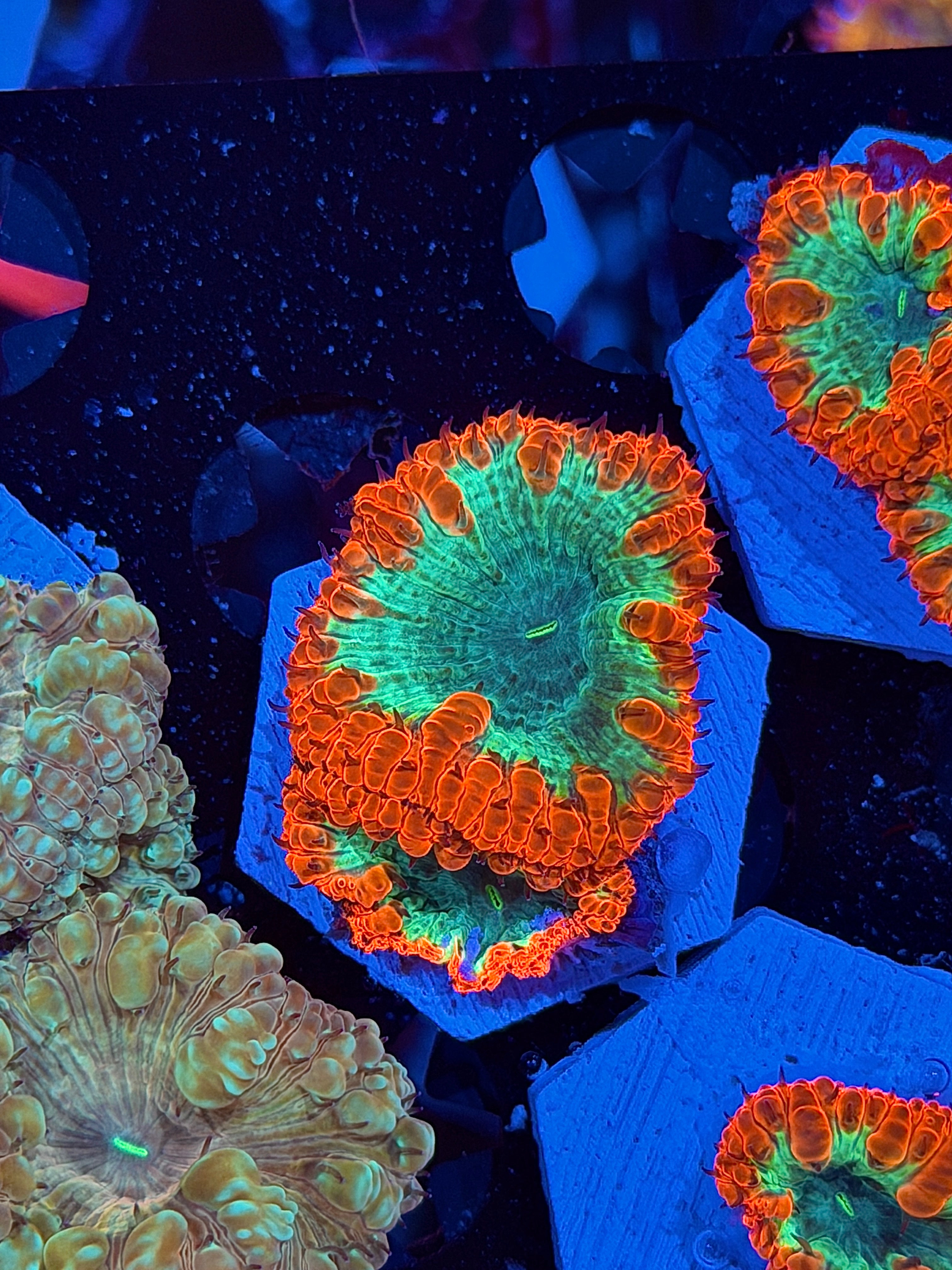 JEA Grinch Blastomussa Coral 2 Heads XL *NEW RELEASE*