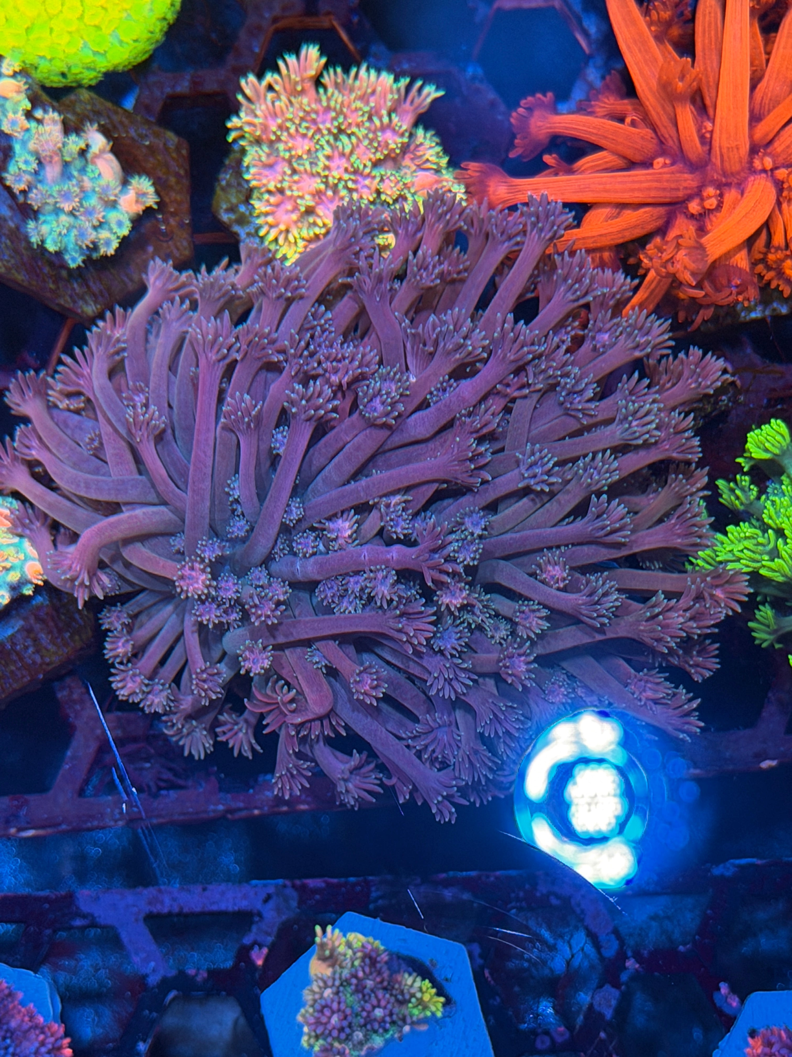 JEA Mystique Goniopora Coral Colony XXL