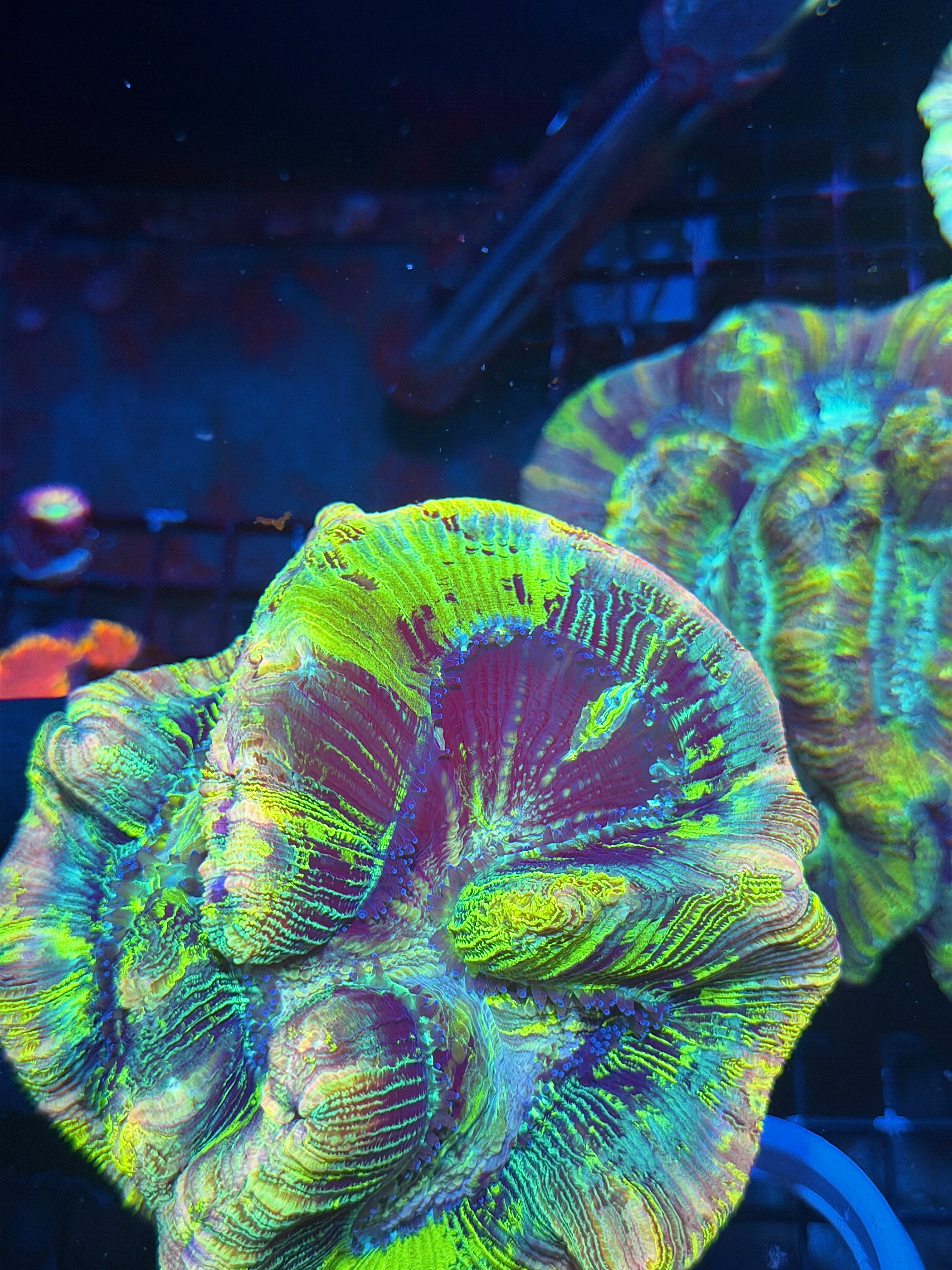 Pink Holographic Trachyphyllia Meat Coral XXL Show Piece