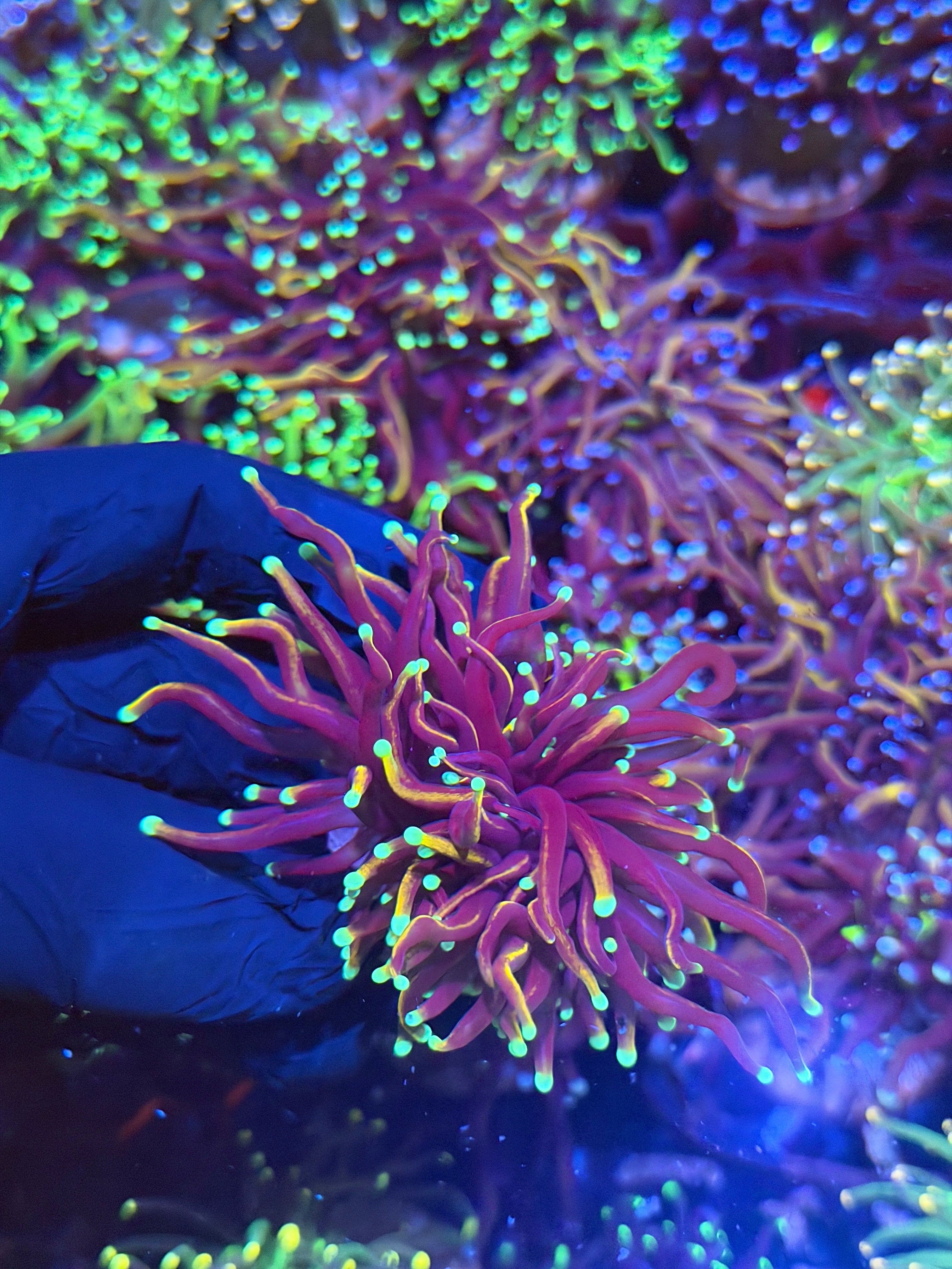 JEA OG Jester Torch Coral 2 Heads Splitting XL