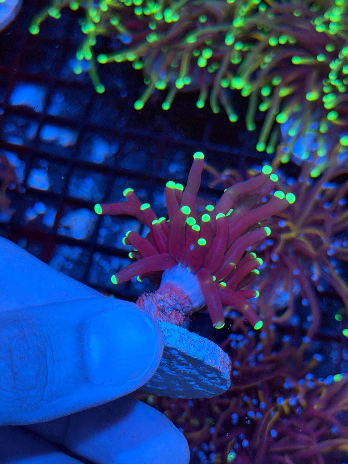 JEA Medusa Torch Coral 1 Head 9/21