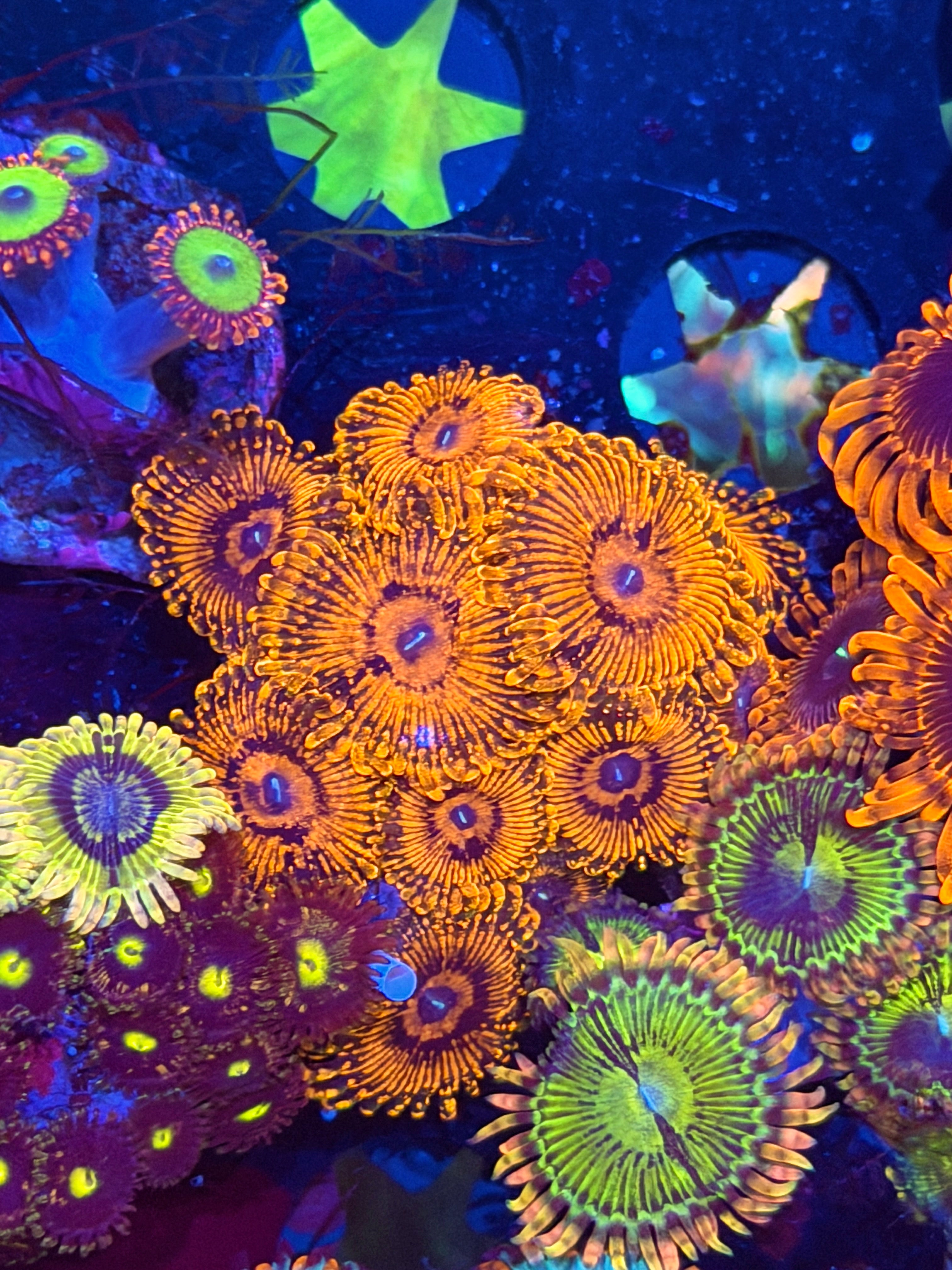 JEA Darth Maul Zoanthid Coral Mini Colony