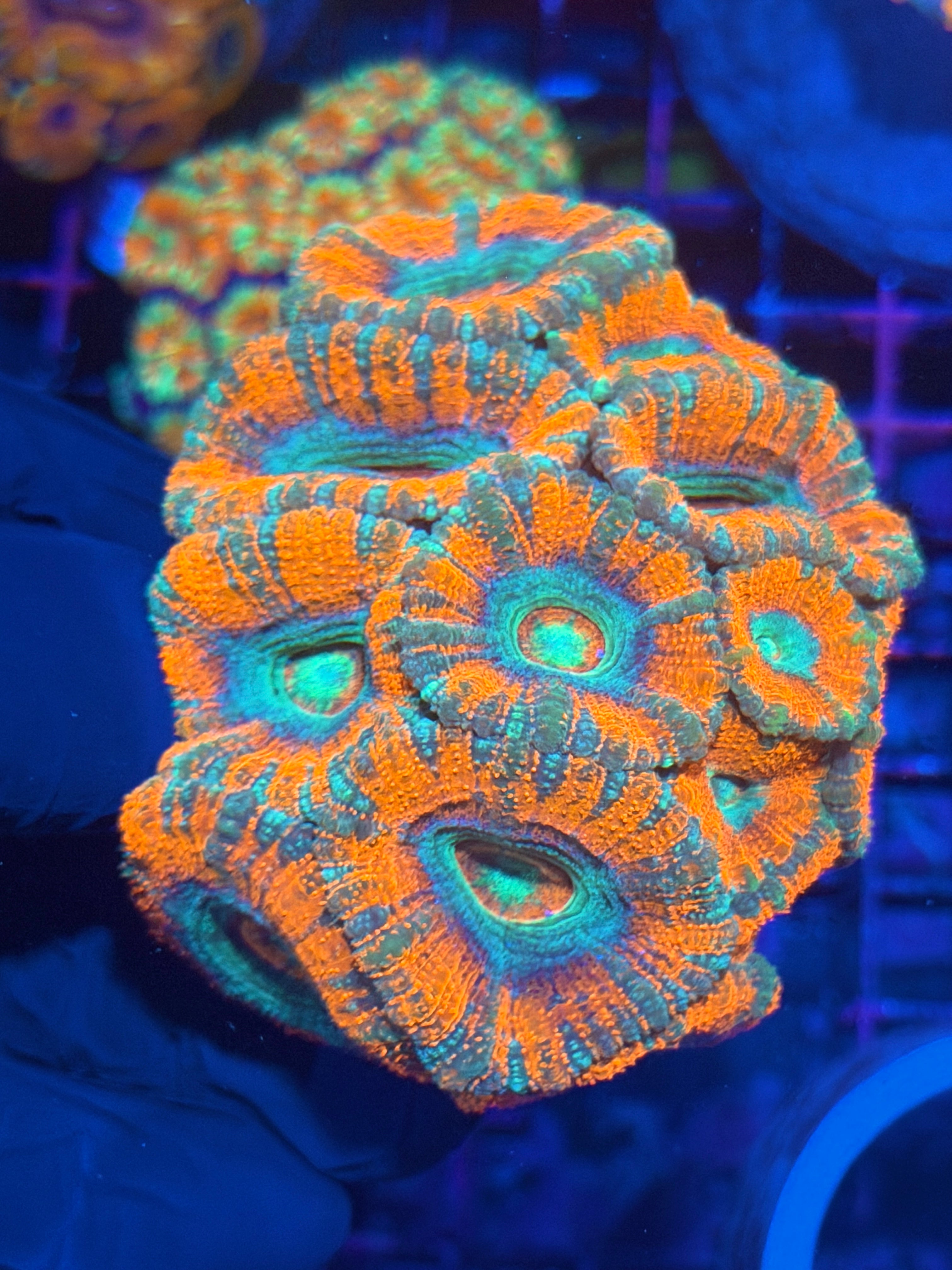 JEA Bloodbath Asian Acans Colony 15+ Heads 12/1