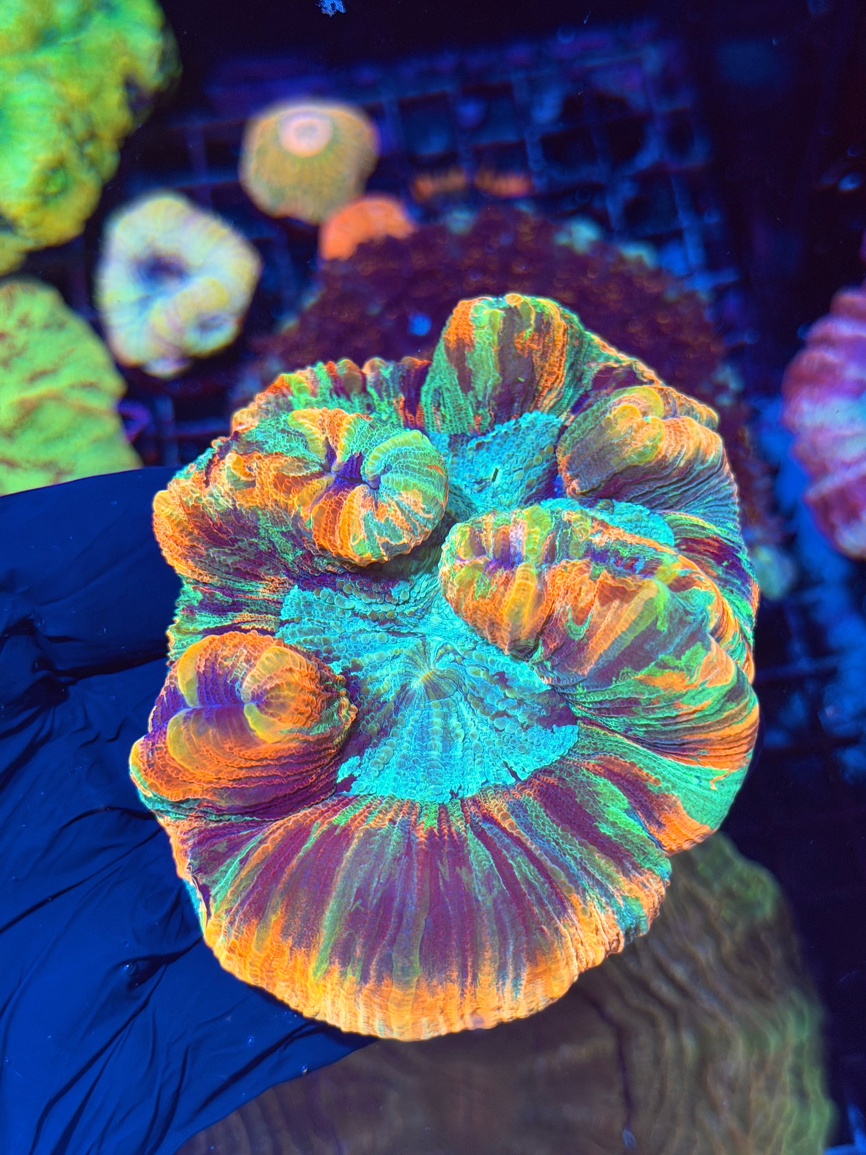 Striped Rainbow Trachyphyllia Meat Coral Bright XL