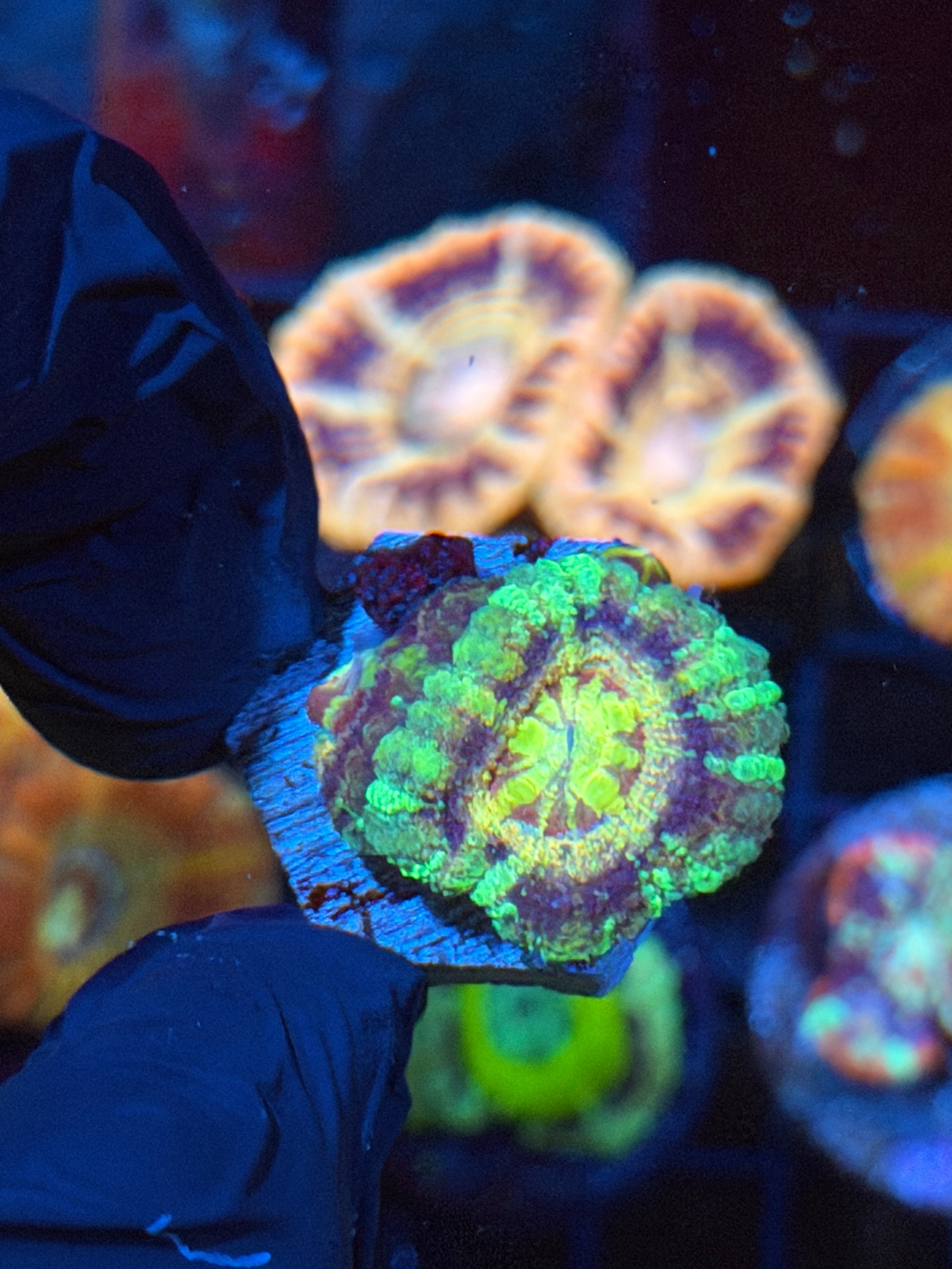 JE Dante’s Inferno Asian Acans 1 XL Head 2/24