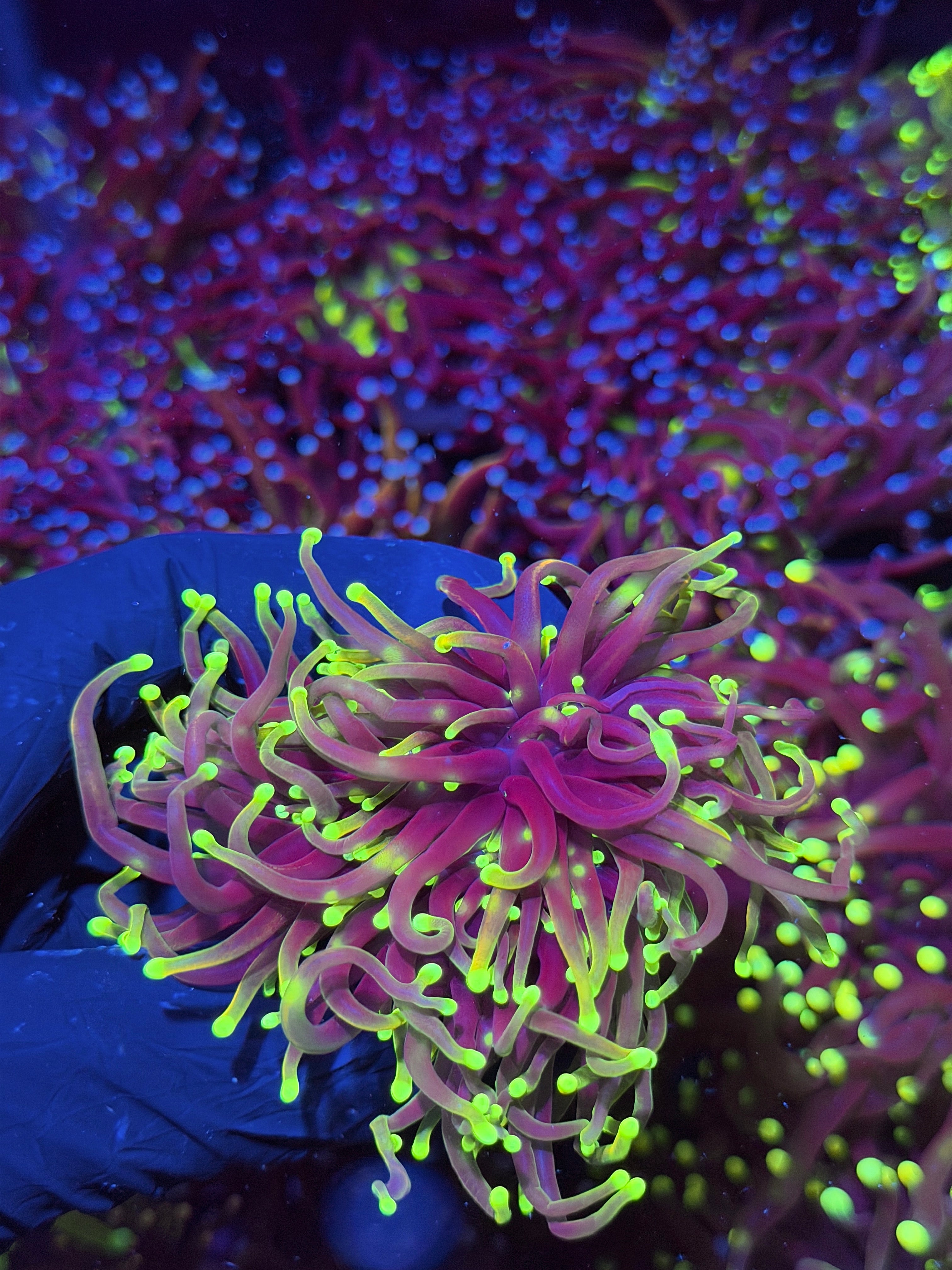 JEA Dragon Fire Torch Coral 3 Heads XL