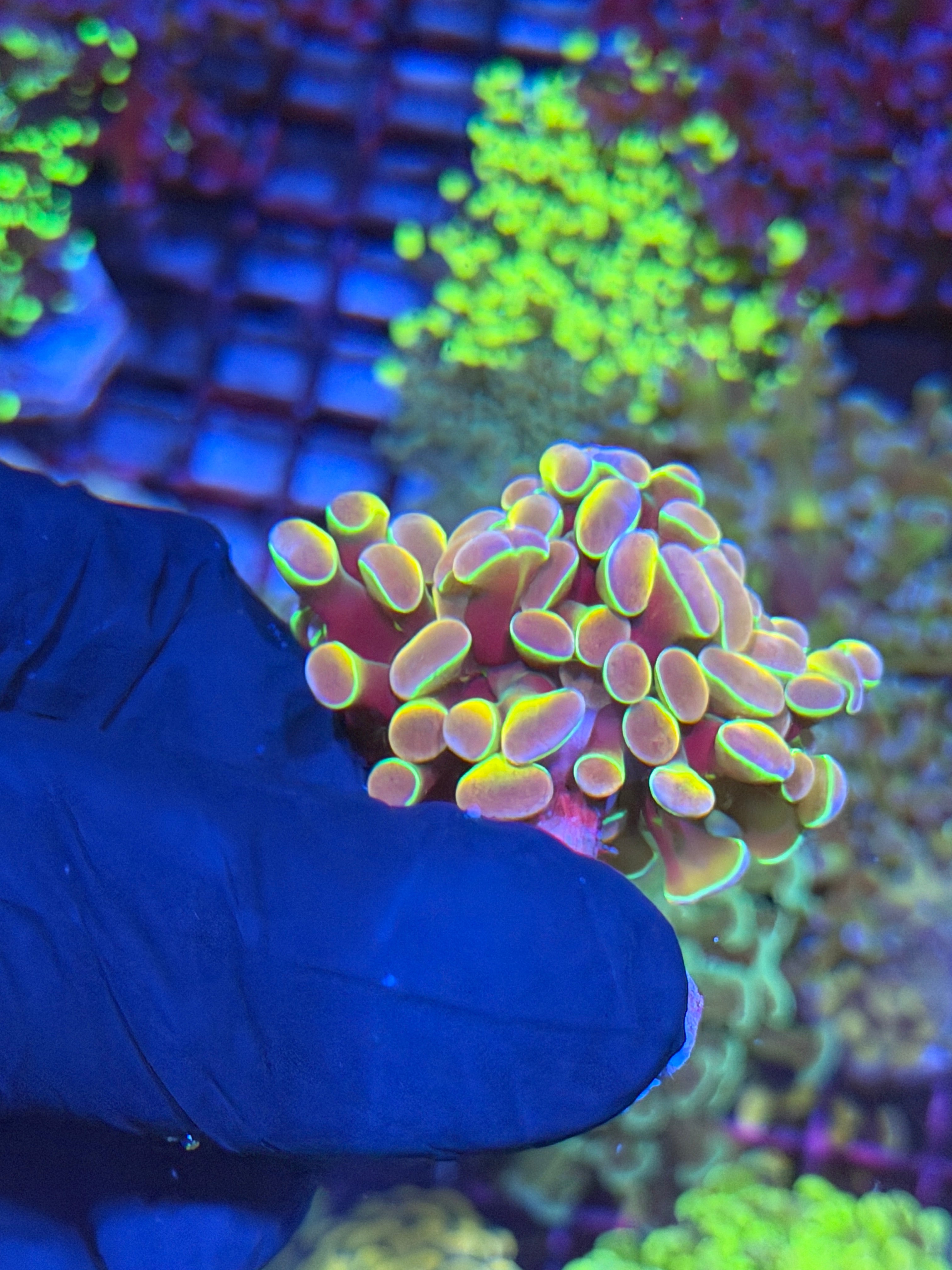 JEA Rainbow Dreams Hammer Coral 2 Heads BRIGHT 7/14