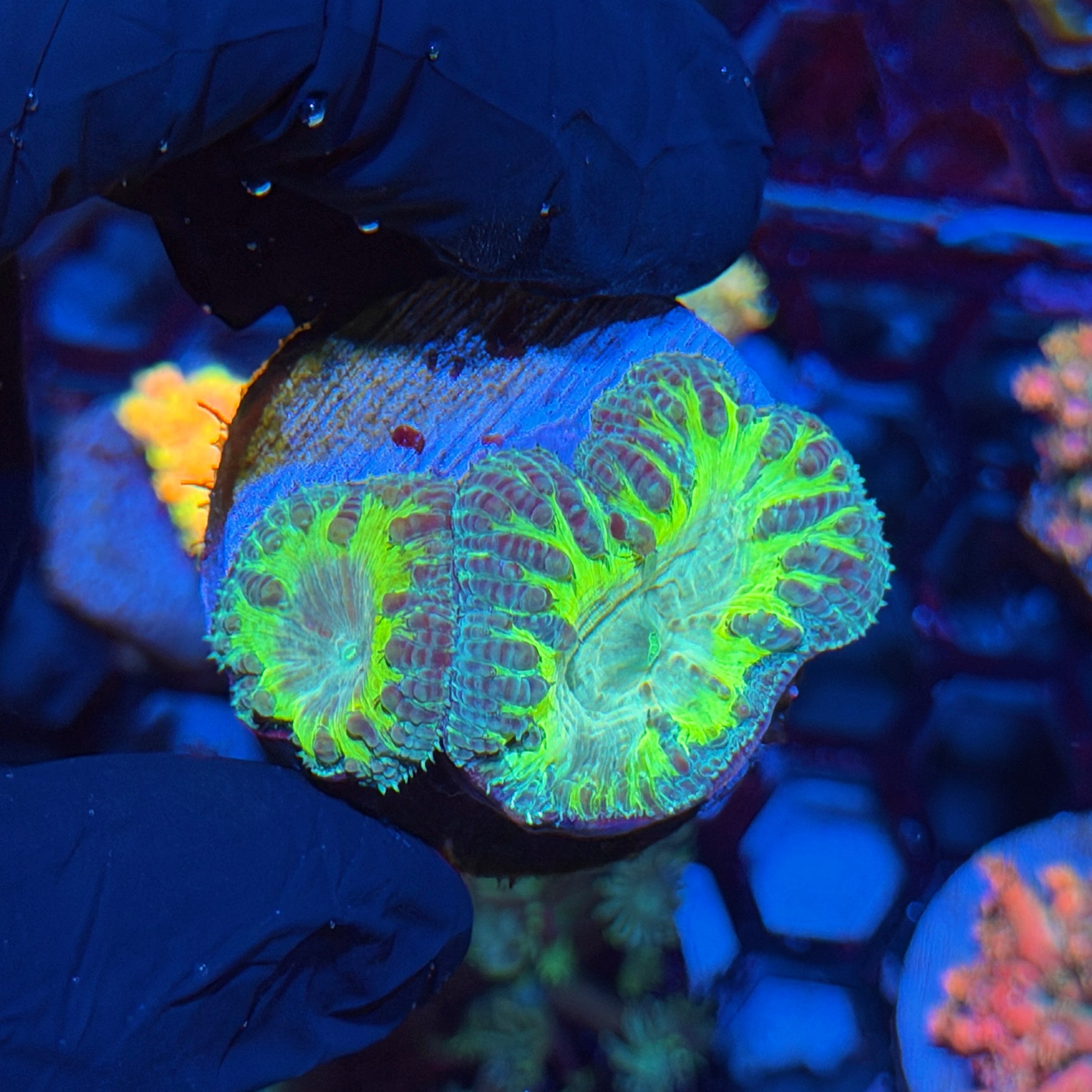 JEA Predator Blastomussa Coral 2 Heads XL 6/3