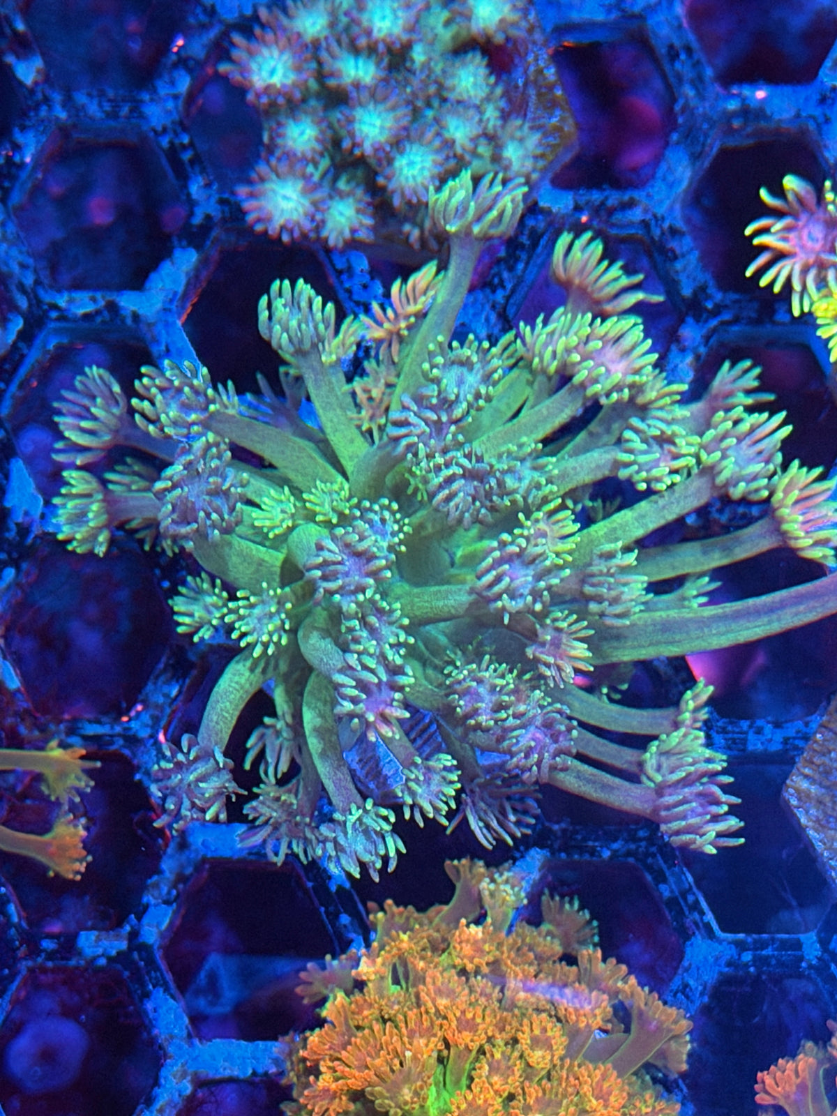 JEA Sour Belts Goniopora XL