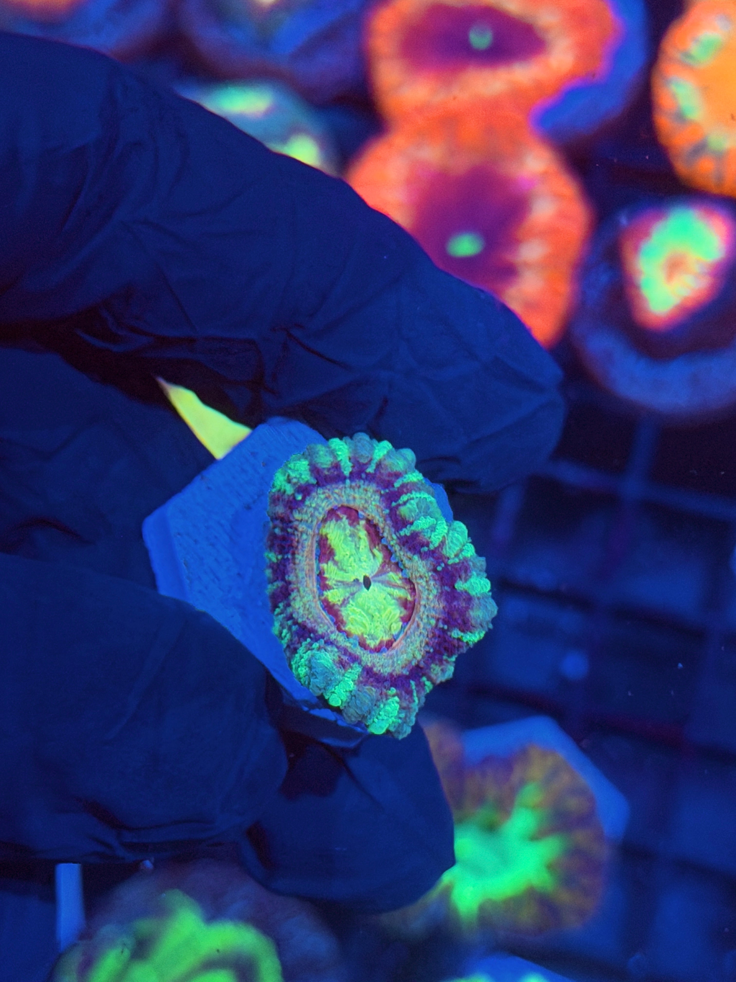 JEA Dante’s Inferno Asian Acans 1 XL Head 12/1