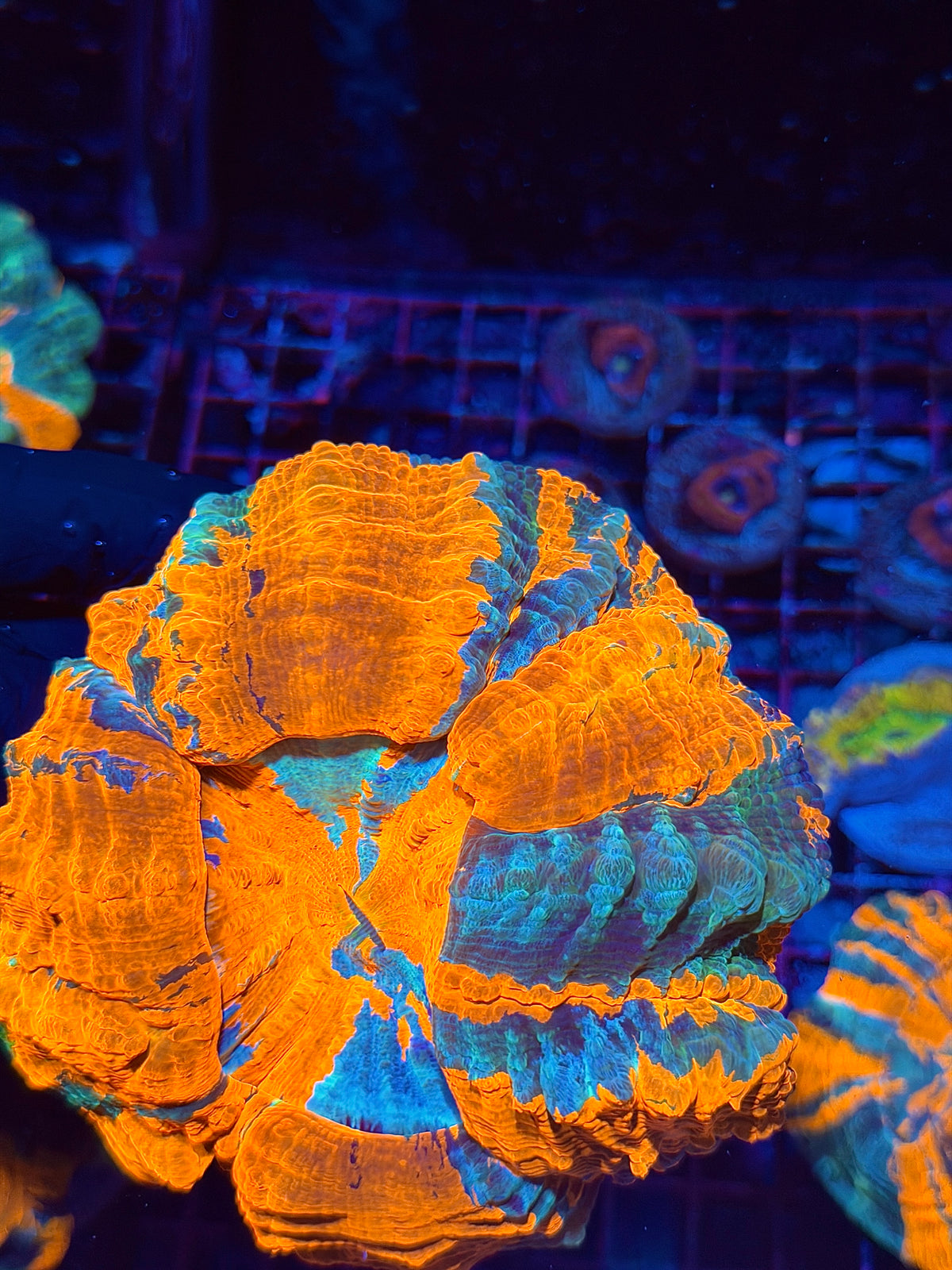 Insane Bright Multicolor Acanthophyllia Meat Coral