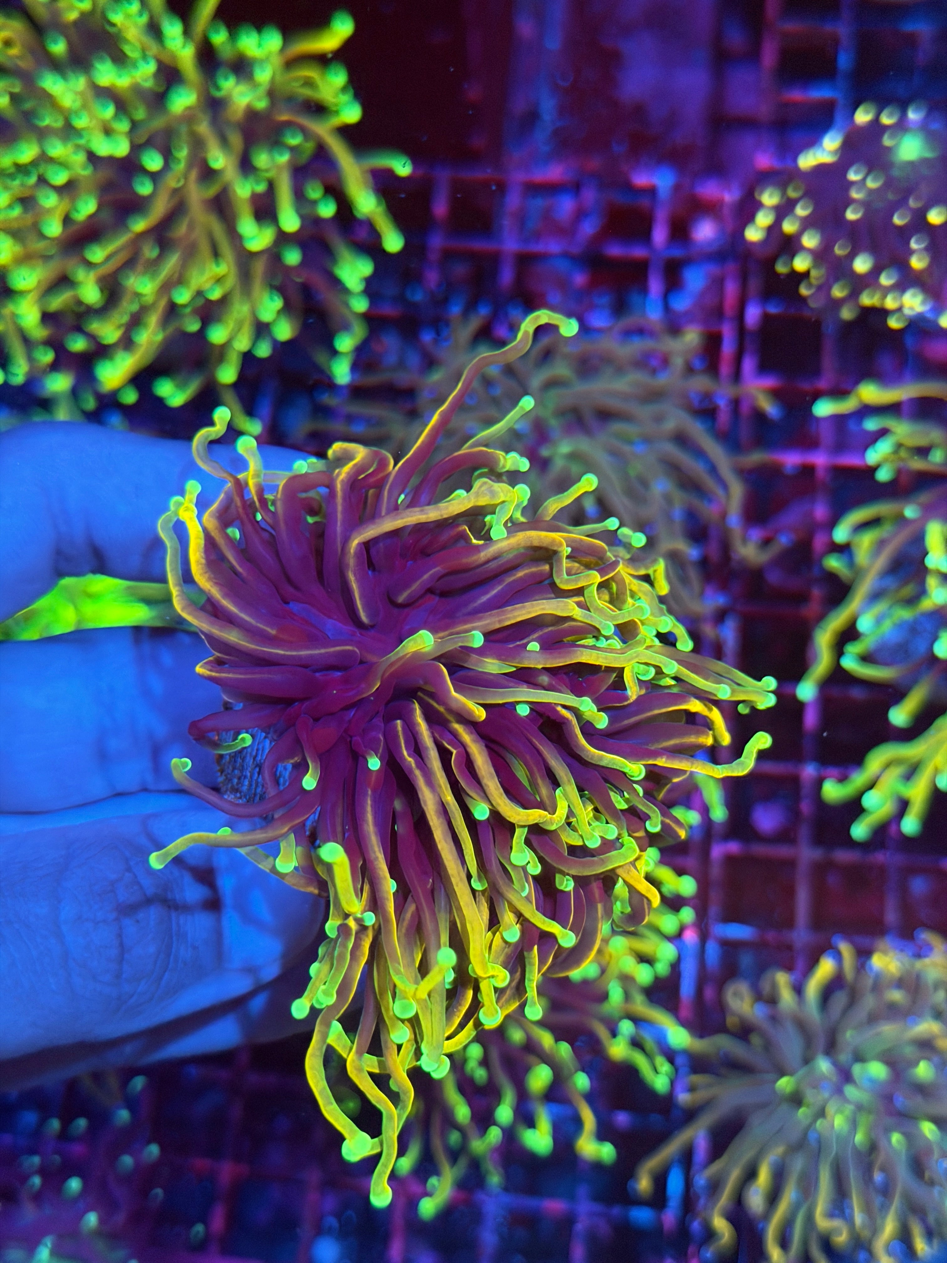 JEA Freezer Burn Torch Coral 2 Heads Splitting XL 7/10