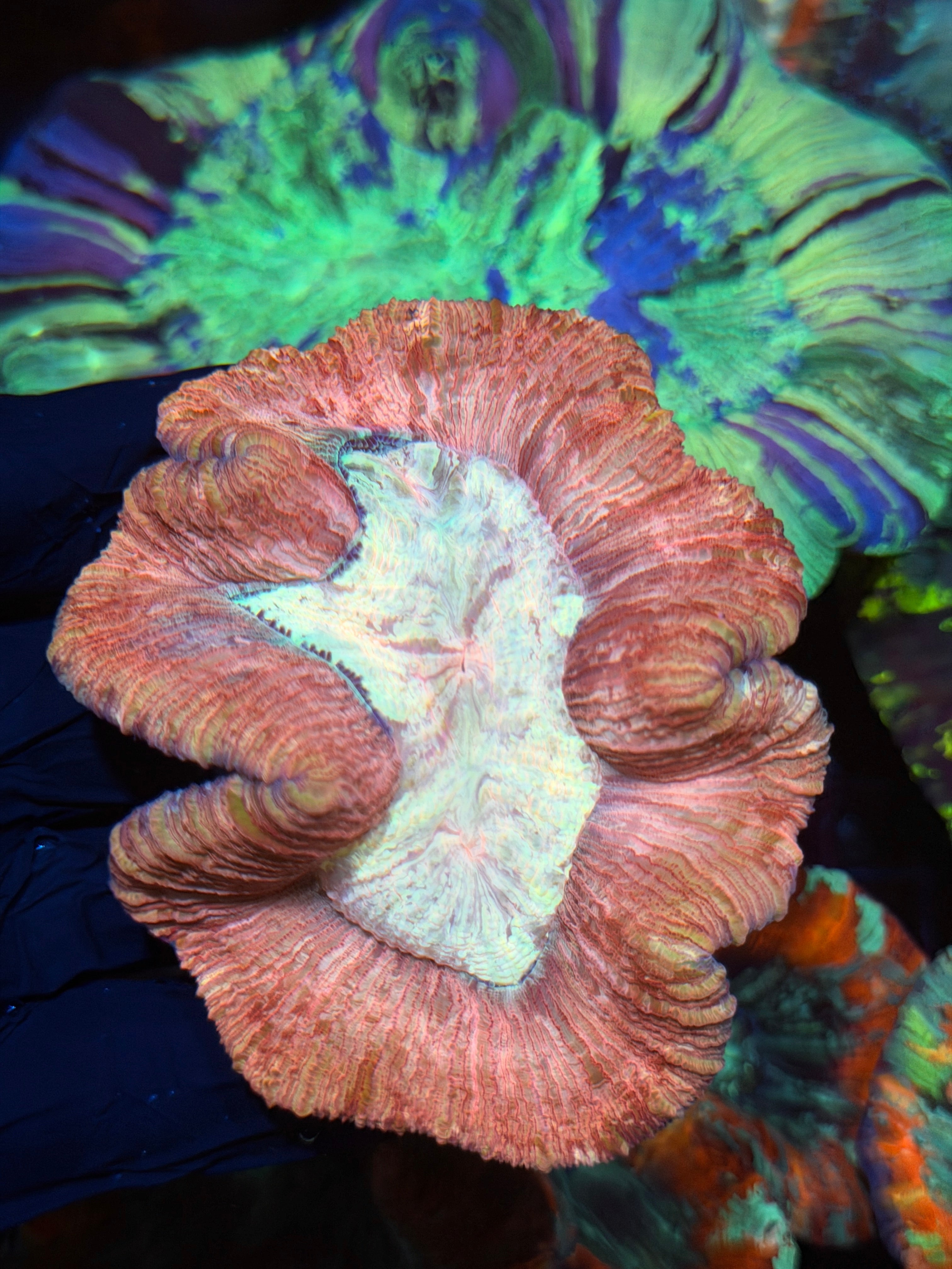 Multicolor Trachyphyllia Meat Coral 9/5